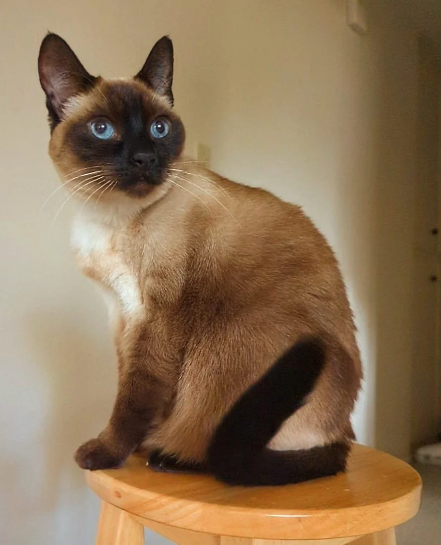 There will never be enough words to convey how much I love you. Thank you for being my soul, my sweetest heartbeat, my Luna