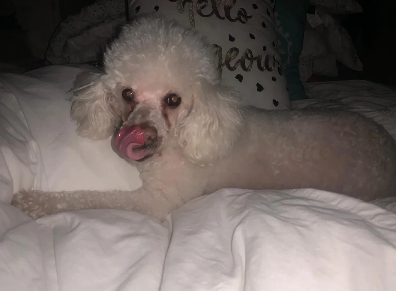 My heart shatters with your departure. I will forever carry you in my heart and soul. It was a pleasure sharing these last 20 years by your side. Your love and loyalty are unmatched. I love you my baby Rocky, my gordo, mi Bon Bon. Fly high my little 