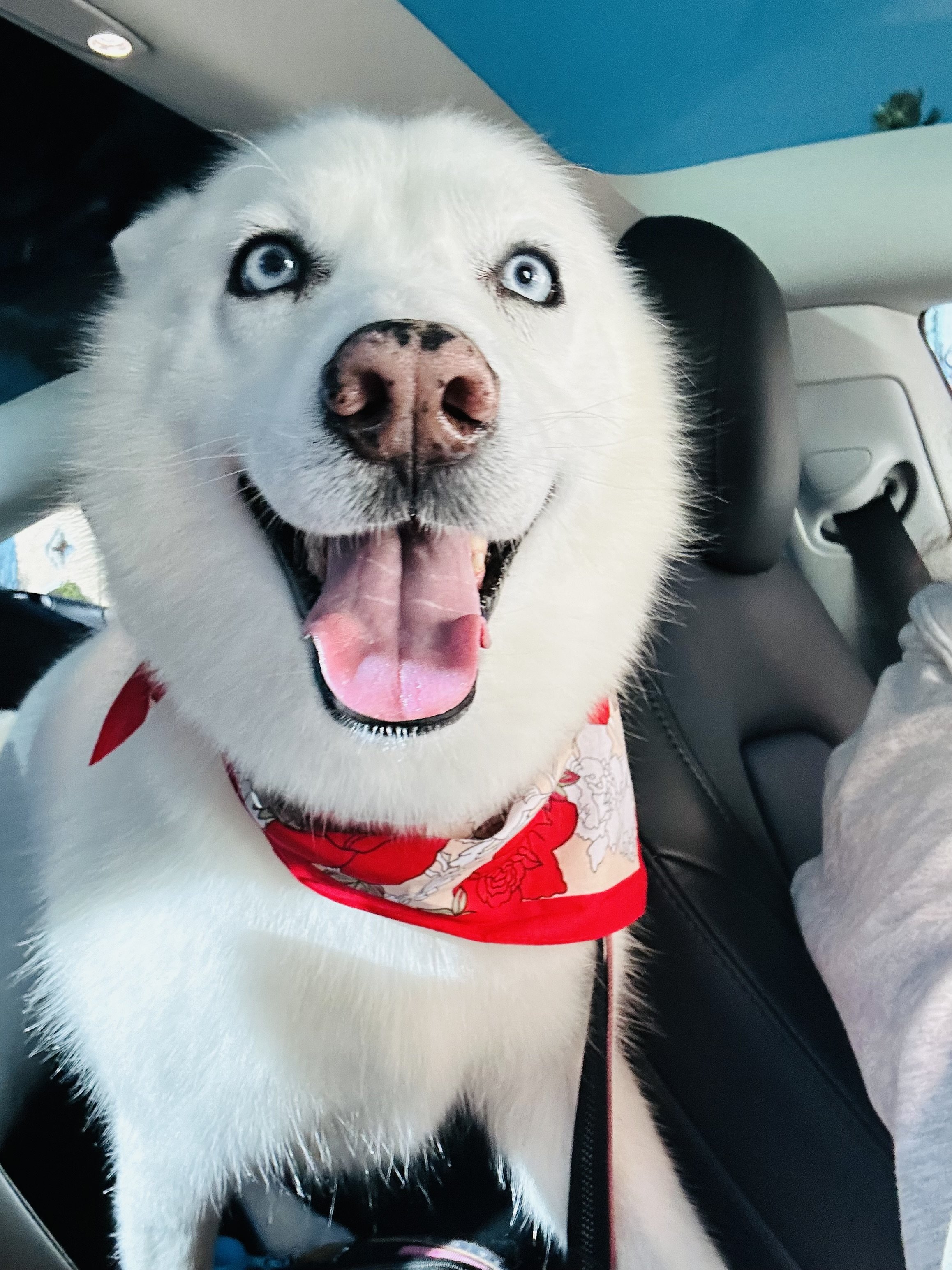 Goodbye, sweet Mika Rae.
For eight beautiful years, you filled the world with your calm spirit, warm snuggles, and that unmistakable husky charm. Whether you were trotting by someone’s side on a walk, diving into the water for a swim, or curling up f