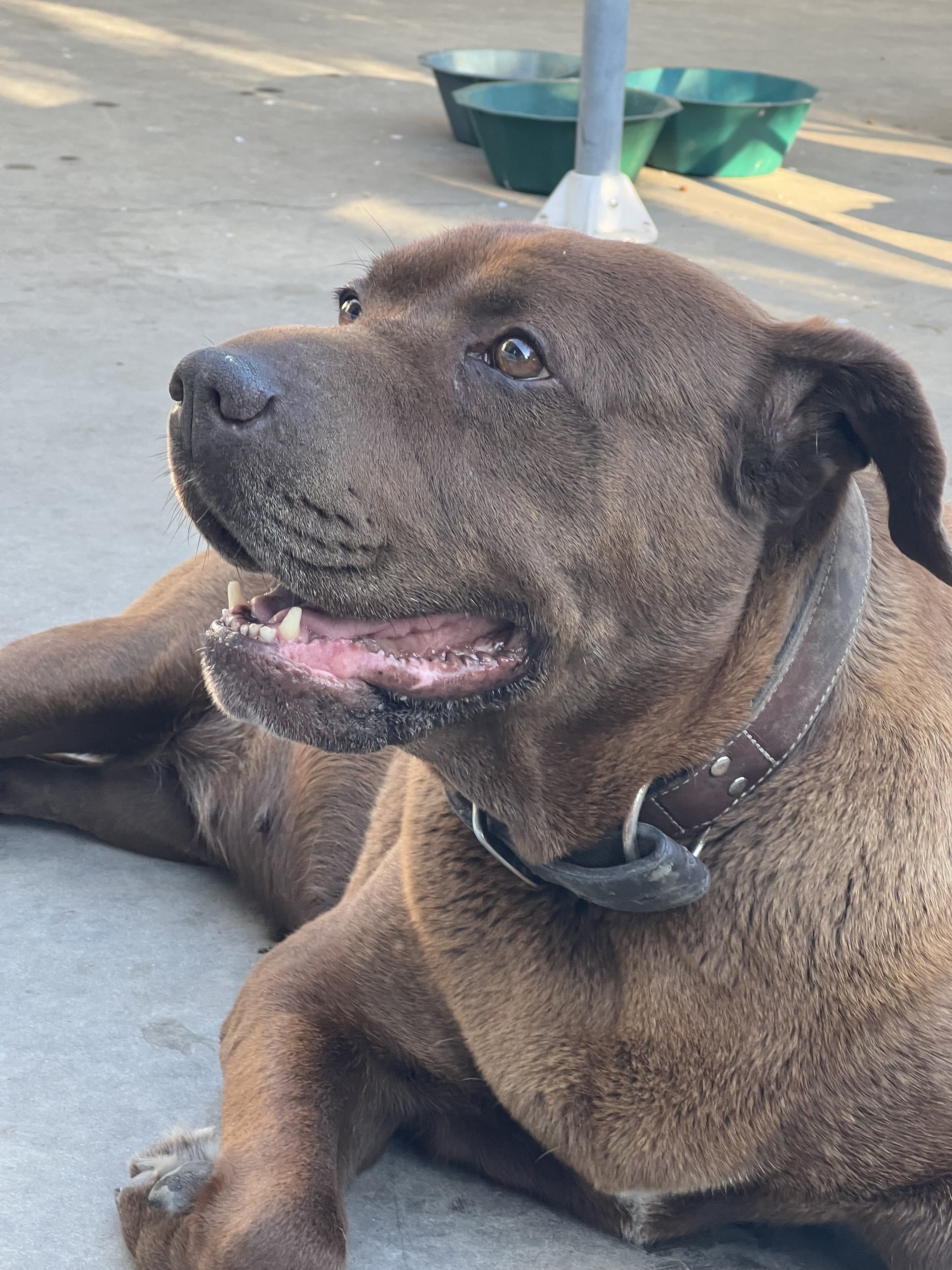 My faithful companion always made my bad days happy, she was very faithful, I miss you and I will love you all my life ❤️