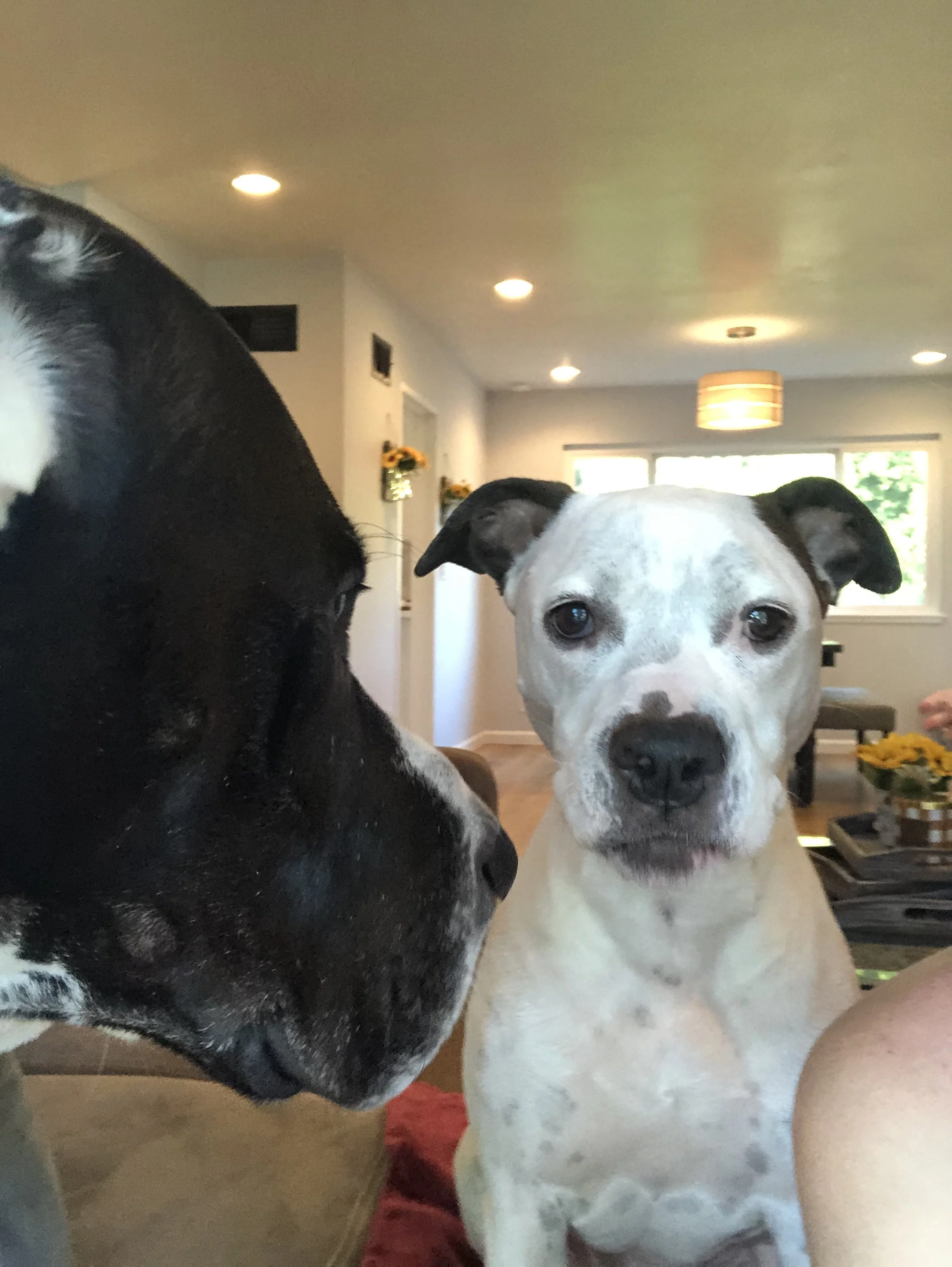 We will miss you penny girl