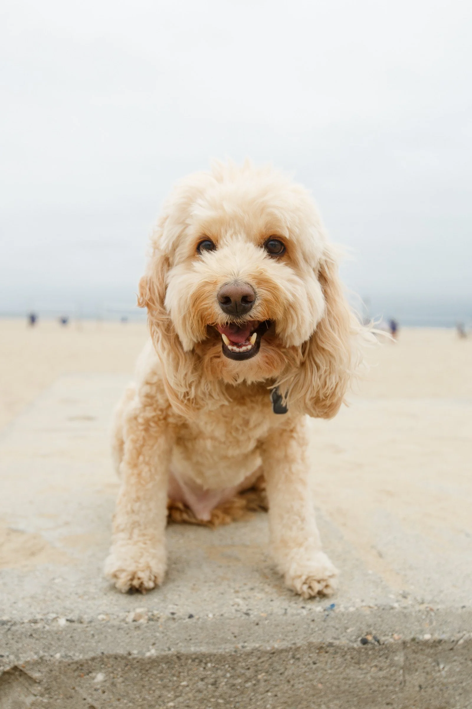 Harrison, my spoiled little cockapoo. Our beginning was rare but needed. I was asked to take you by one of the owners of the rescue place that I worked at. You had behavioral issues, that also included being reserved around men,  and I was, well,  a 
