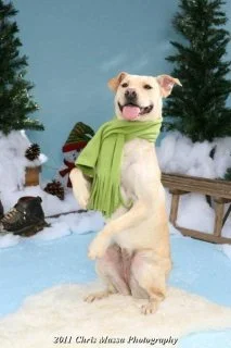 Dixie-Forever in our Hearts