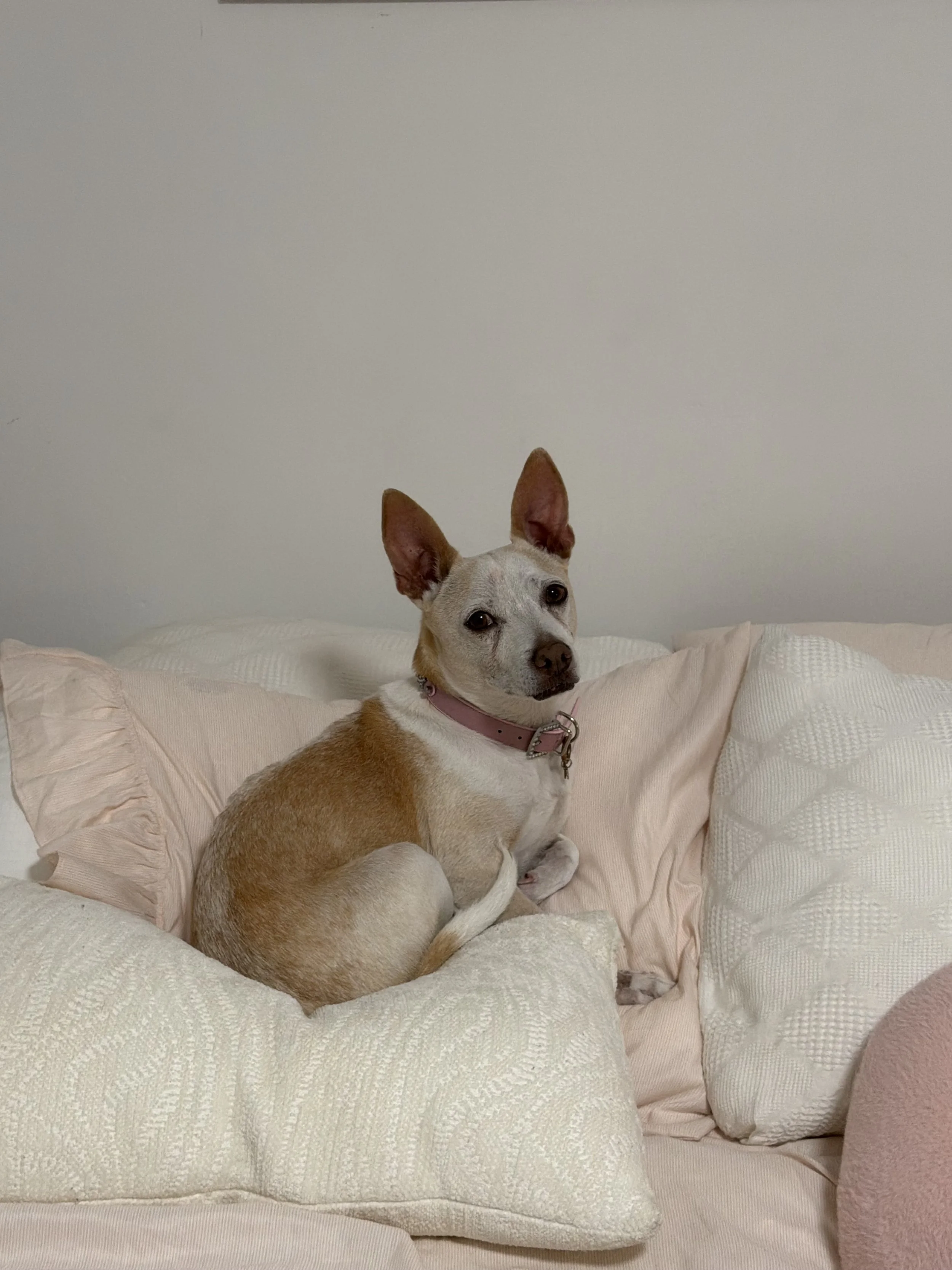 Donuts favorite thing to do is curl up right before bed in between my 2 pillows 🙈 I will always remember this feeling