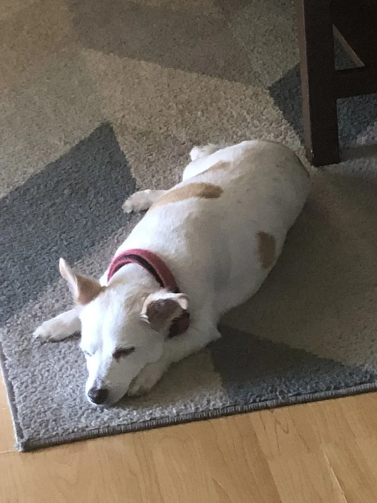 Chichi was saved from the pound when he was only a year and a half. Came to us thanks to a little 3-year-old choosing him. She couldn't say Chihuahua, hence his wonderful name, ChiChi. He lived a long, wonderful 18 years with a loving family. His hea