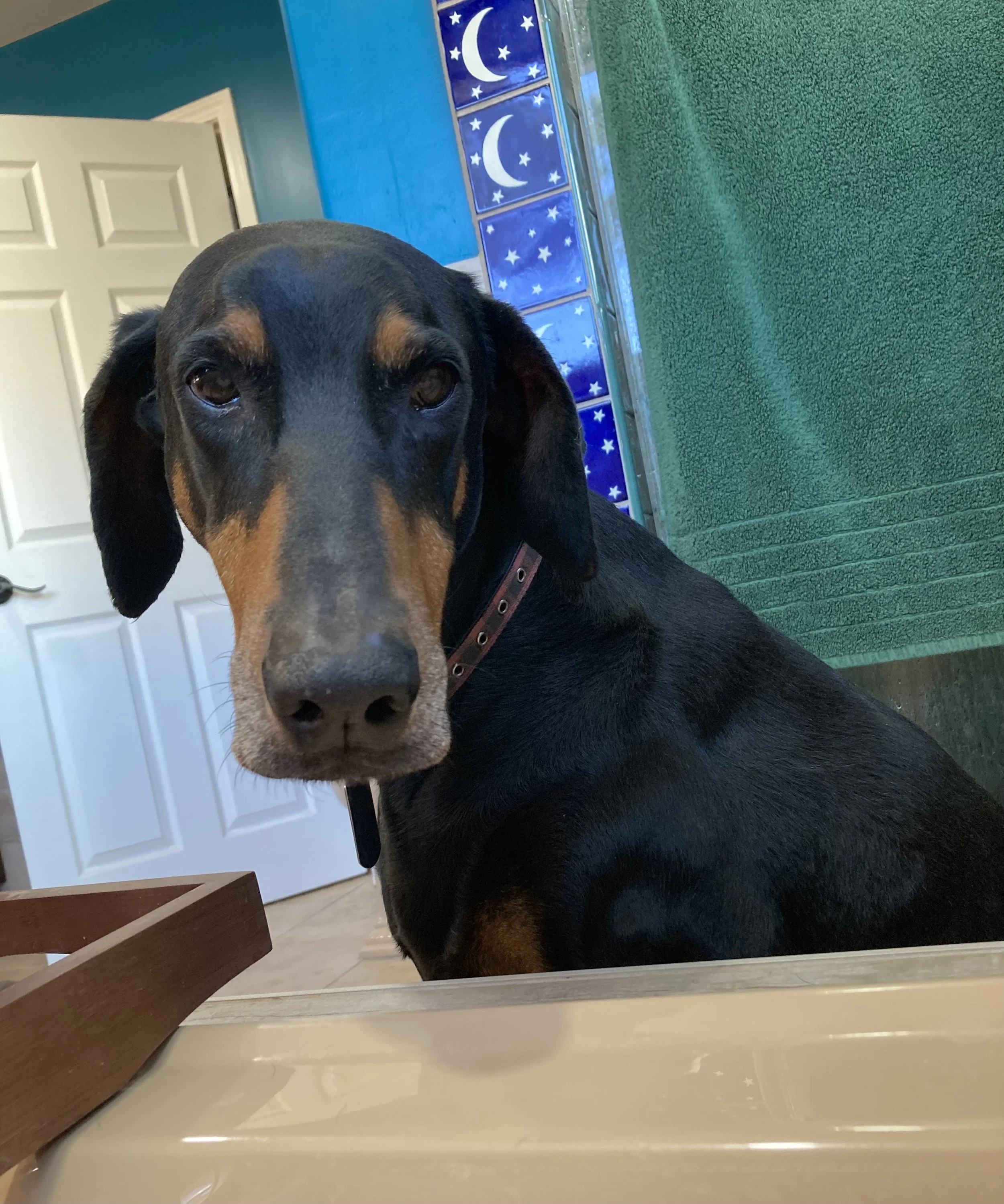 Rest well knowing you were the greatest boy there ever was. Our heart and soul dog. We love you, biggie boy.