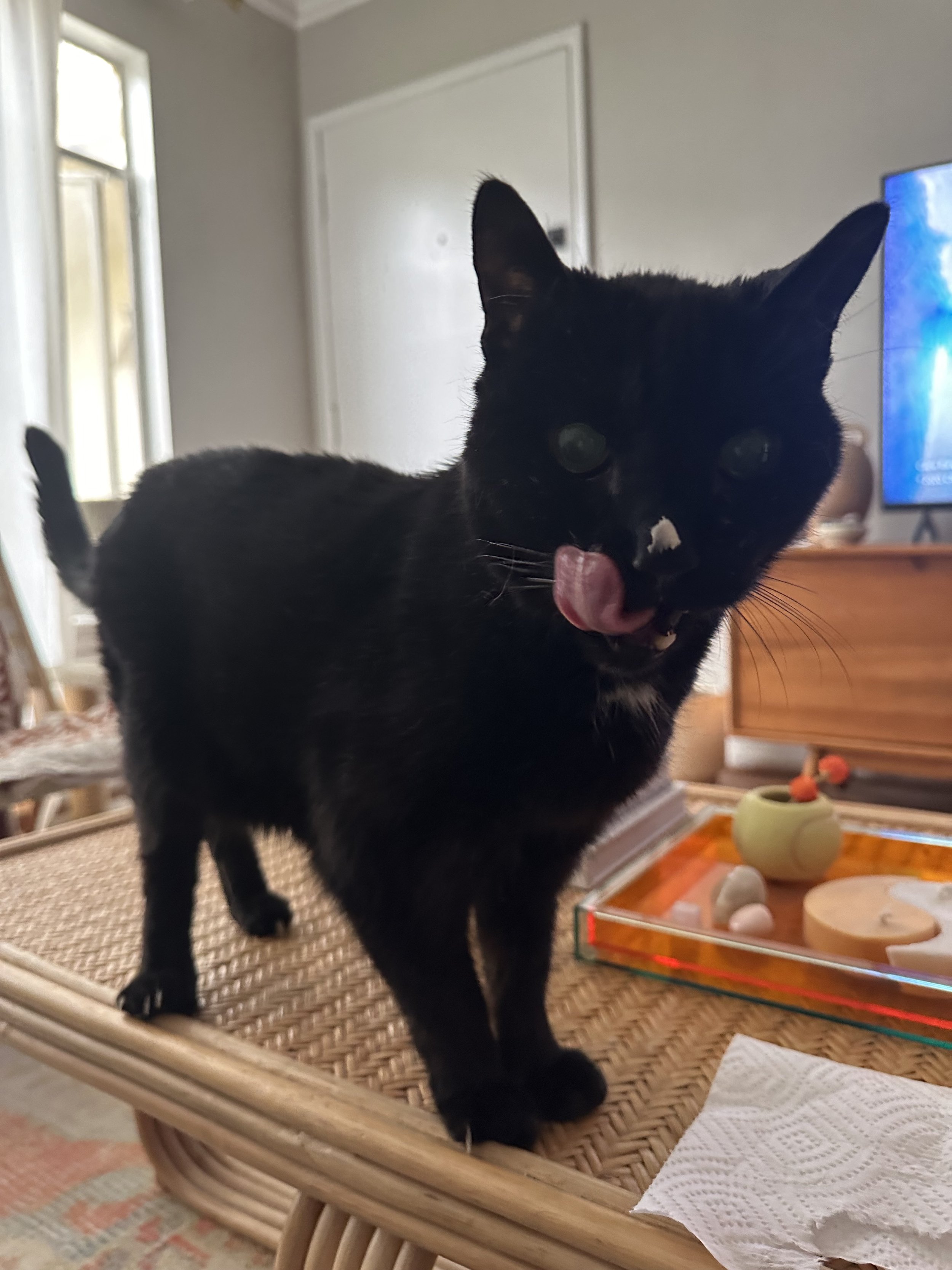 My sweetest boy, Max. The most resilient, strong, brave boy who brought so much joy to everyone he met. I will love you forever, Booper. Thanks for spending the last nine years with me.