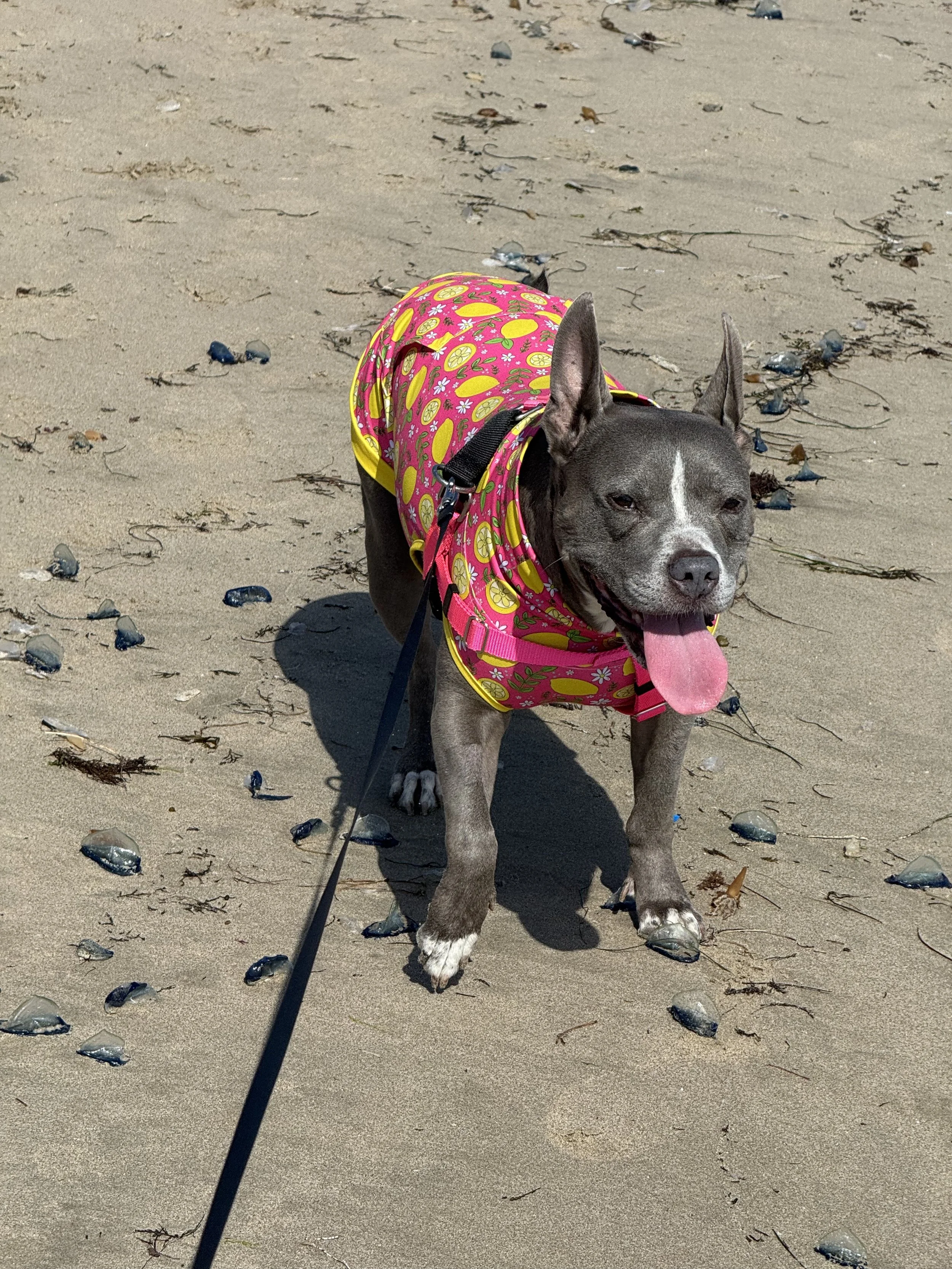 My angel Miranda, the best little house hippo ever. She loved long walks, destroying stuffies and squeakers, all the attention in the world, food, and eating out at restaurants. I won’t be able to look at tacos without thinking of her. She’ll be so, 