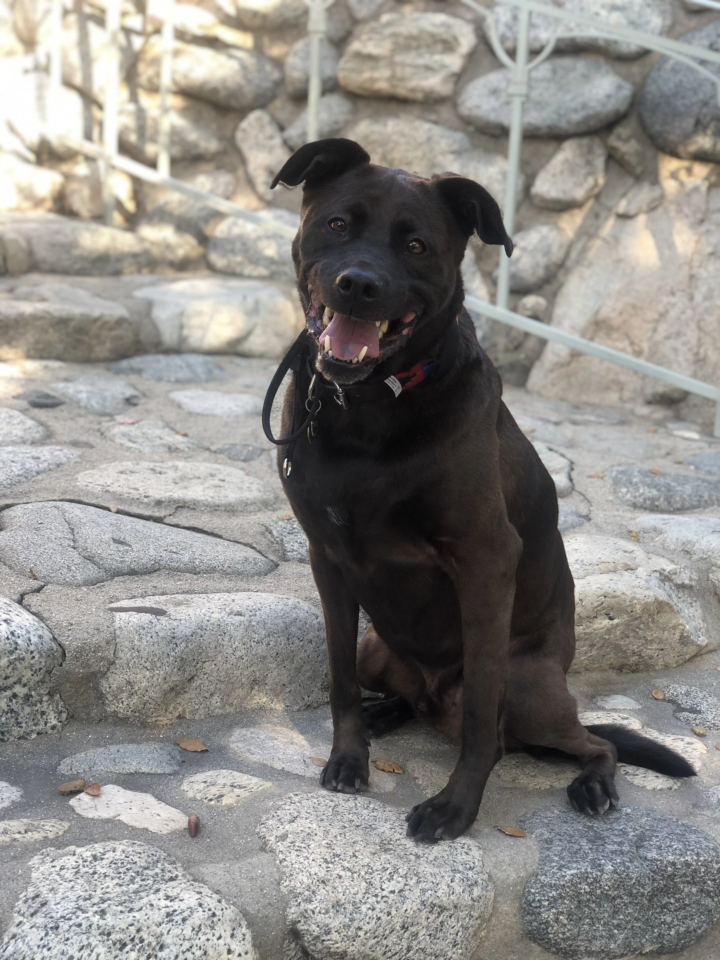 Have fun with your big sister, Coco, up there my Benny Boy. Thank you for choosing me in this life--and for staying with me through it all. I love you more than you know.