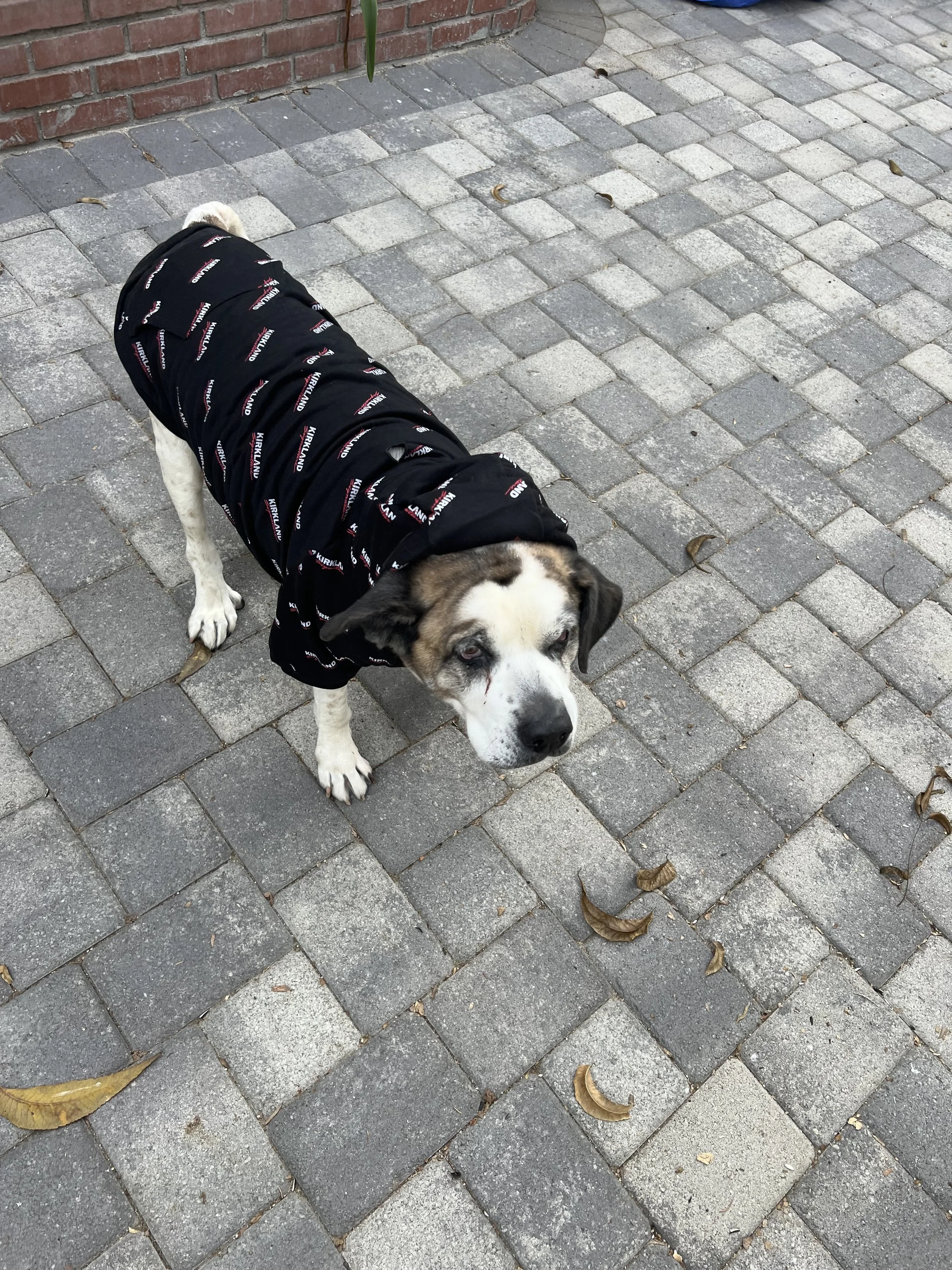 Run free, sweet Kaya…