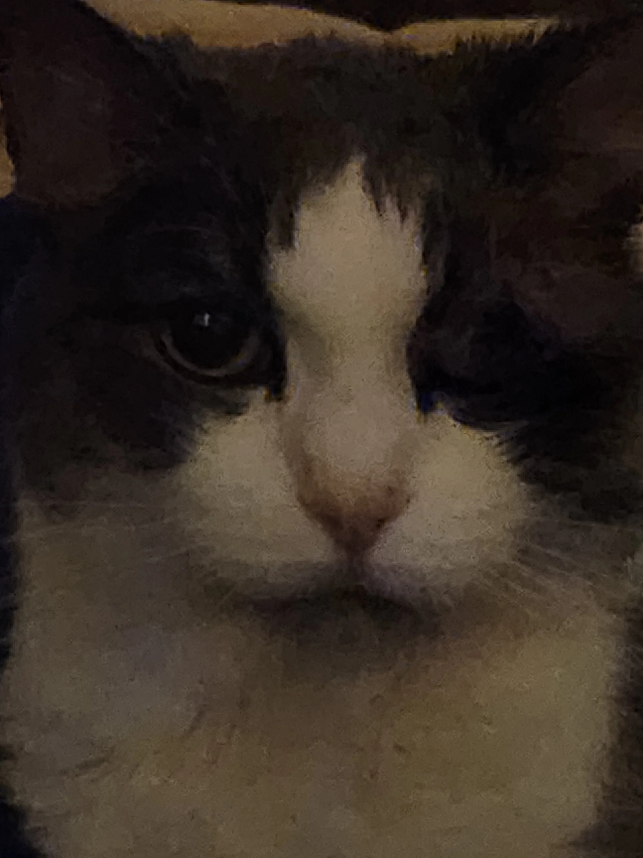 Choebe Ann Ten Thumbs Furrguson. Earth explorer extraordinaire. Beauty. Smarts. Always, now and forever.