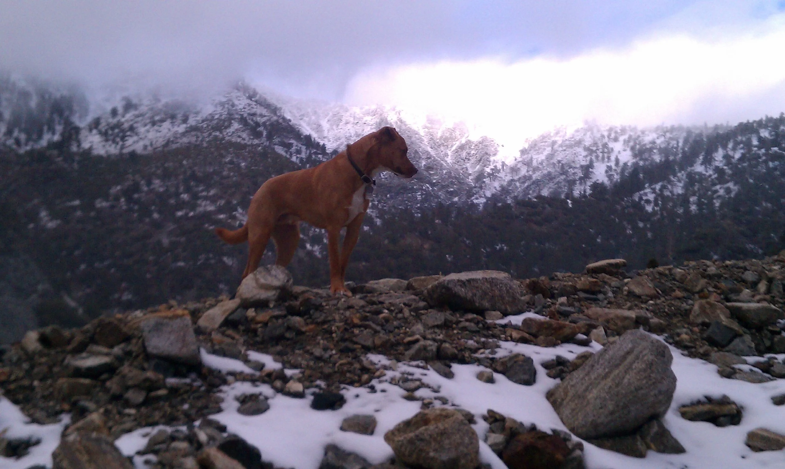 To our beloved and majestic love.  We honor you furr-ever.