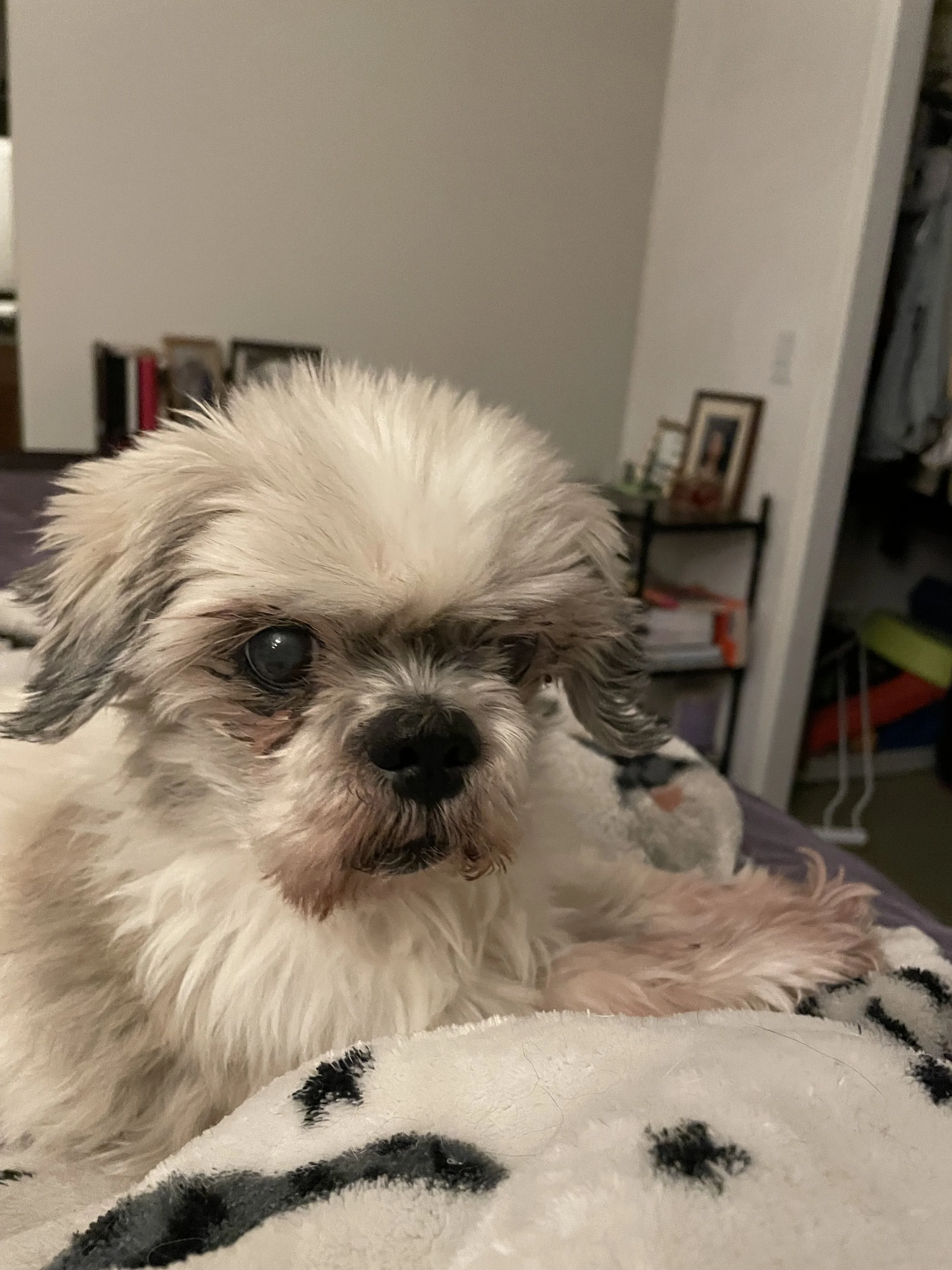 Sweet and Handsome Titan 🤍