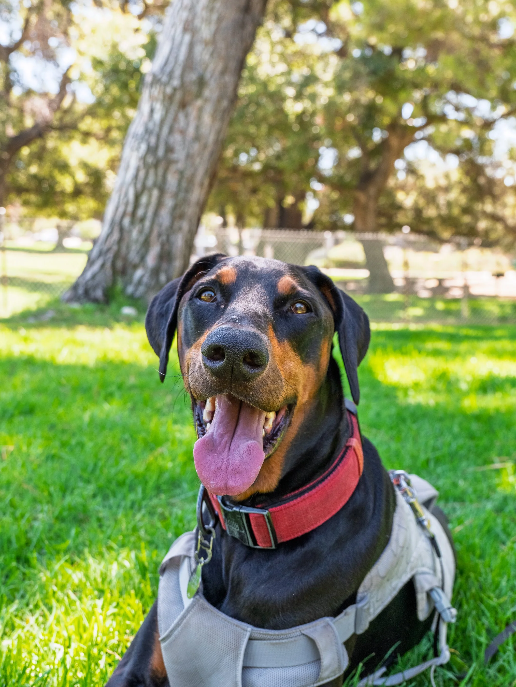Rosco loved chomping on grass, catching chuck it balls, and being around his pack. He was loved and will be missed even more.