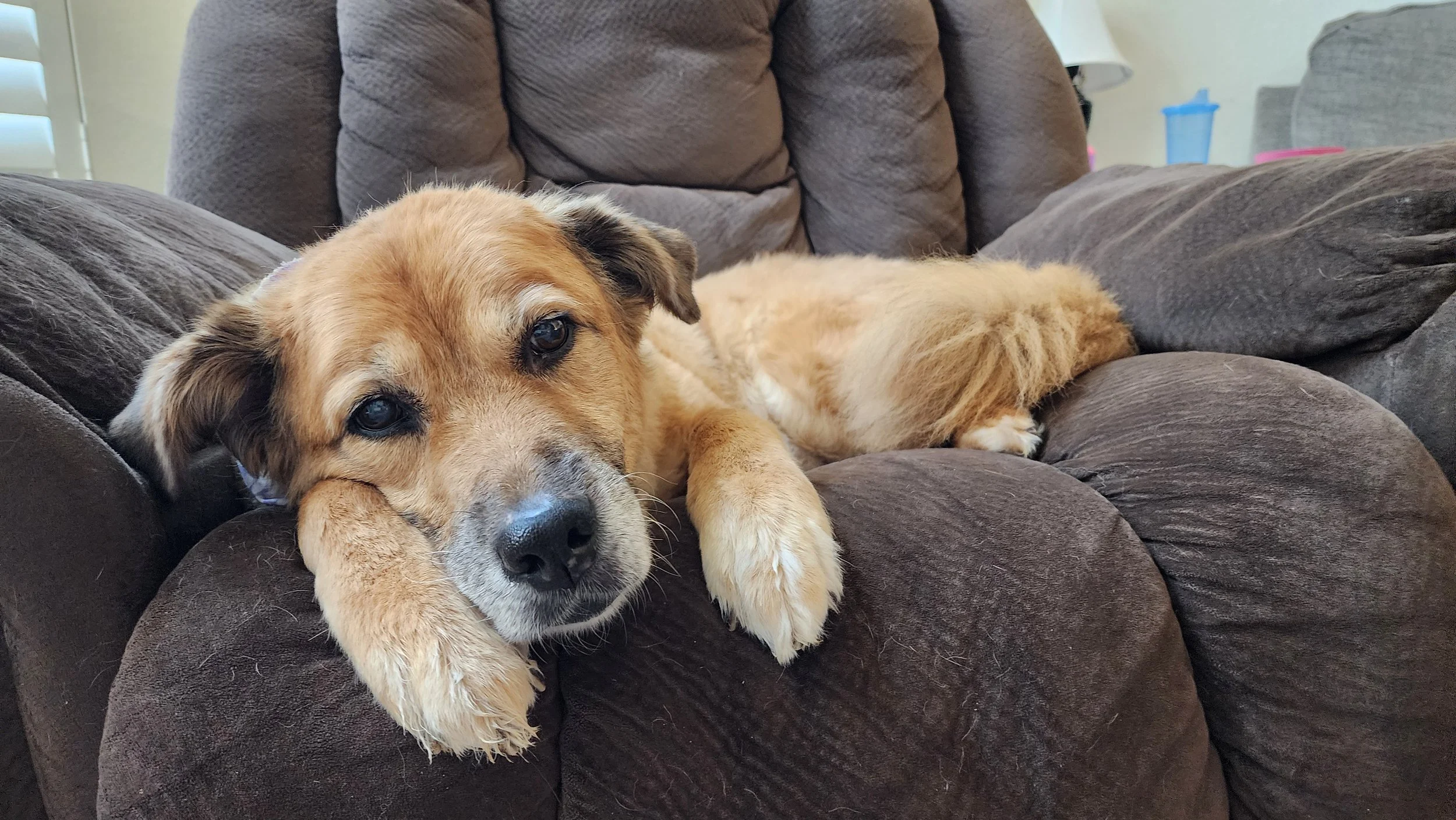 Molly Bear,
Our first girl and protector of 14 years.
You are forever loved and will be forever missed.
Love,
Dad, mom, Ella, Natalie, Mikey, and Smokey.