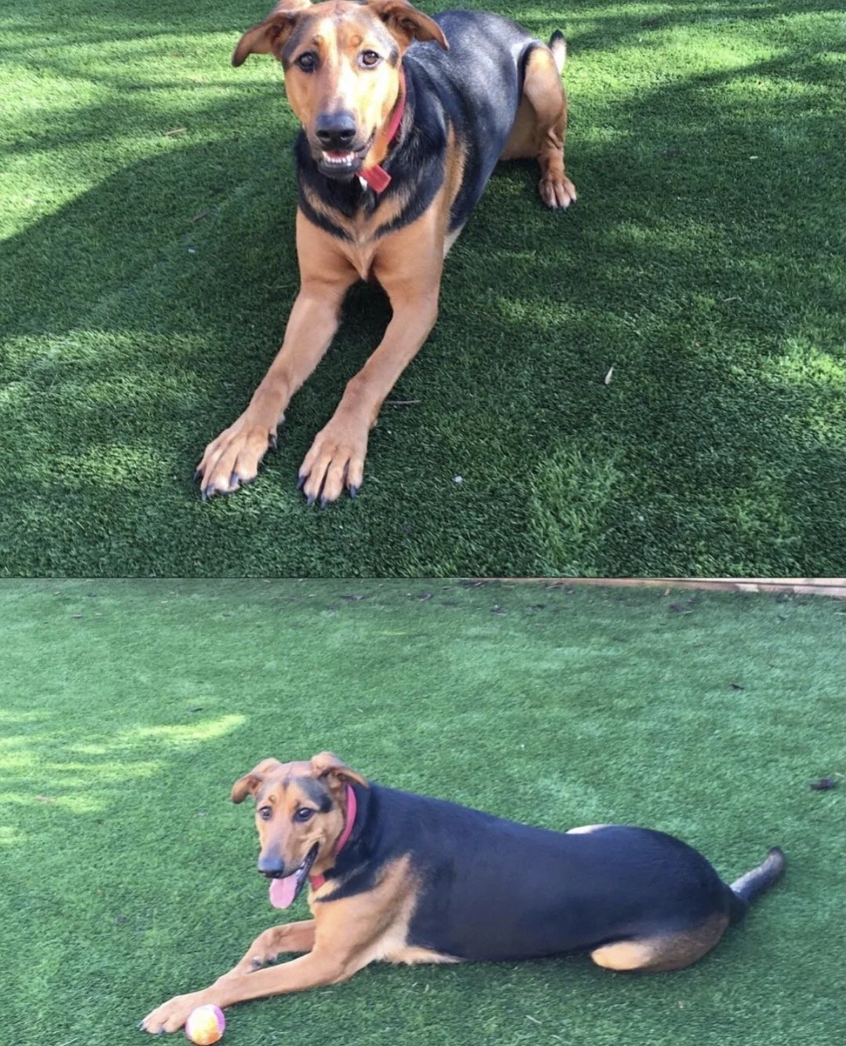 Izzy, our precious girl. You will be in our hearts forever. We will remember your gentle spirt and unconditional love. We will miss you and love you.