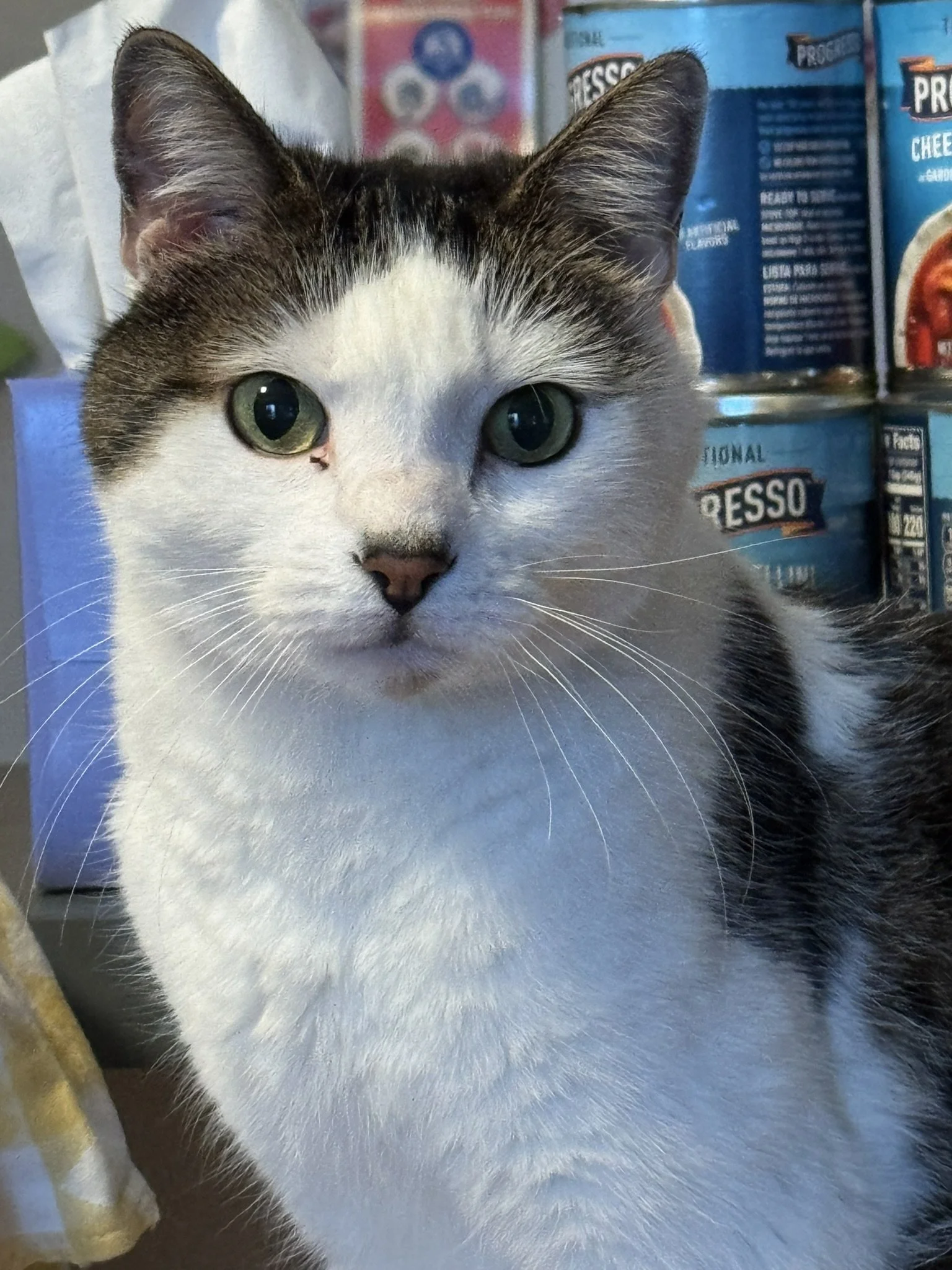 Dearest friend, we will miss your sweet soul and mischievous nature. But you will live in our hearts forever.