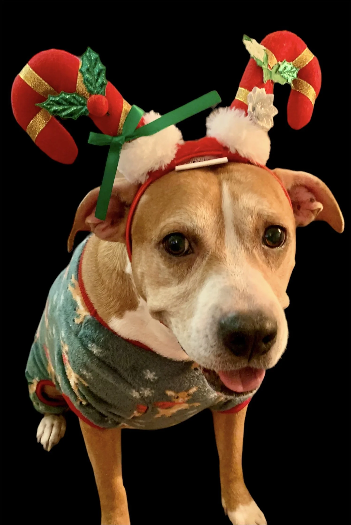 You were the best protector ever! Litterally! But, sooo sweet and loving to your Mommy and Grandma. You won over my heart, and won over sleeping on my bed! You were definitely my “grand-dogter” and I spoiled you like one, and Mommy spoiled you as her