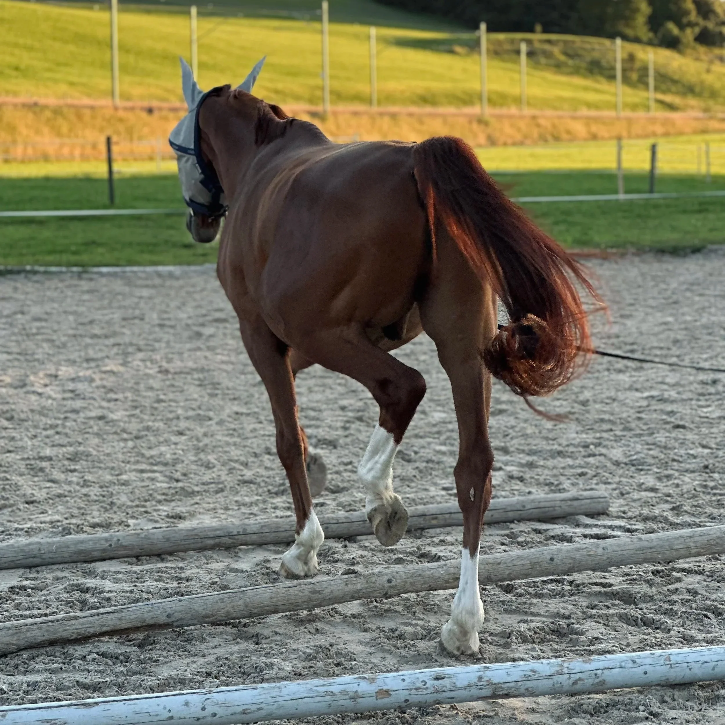 Pferd wird bei Equi-Rehab physiologisch longiert.