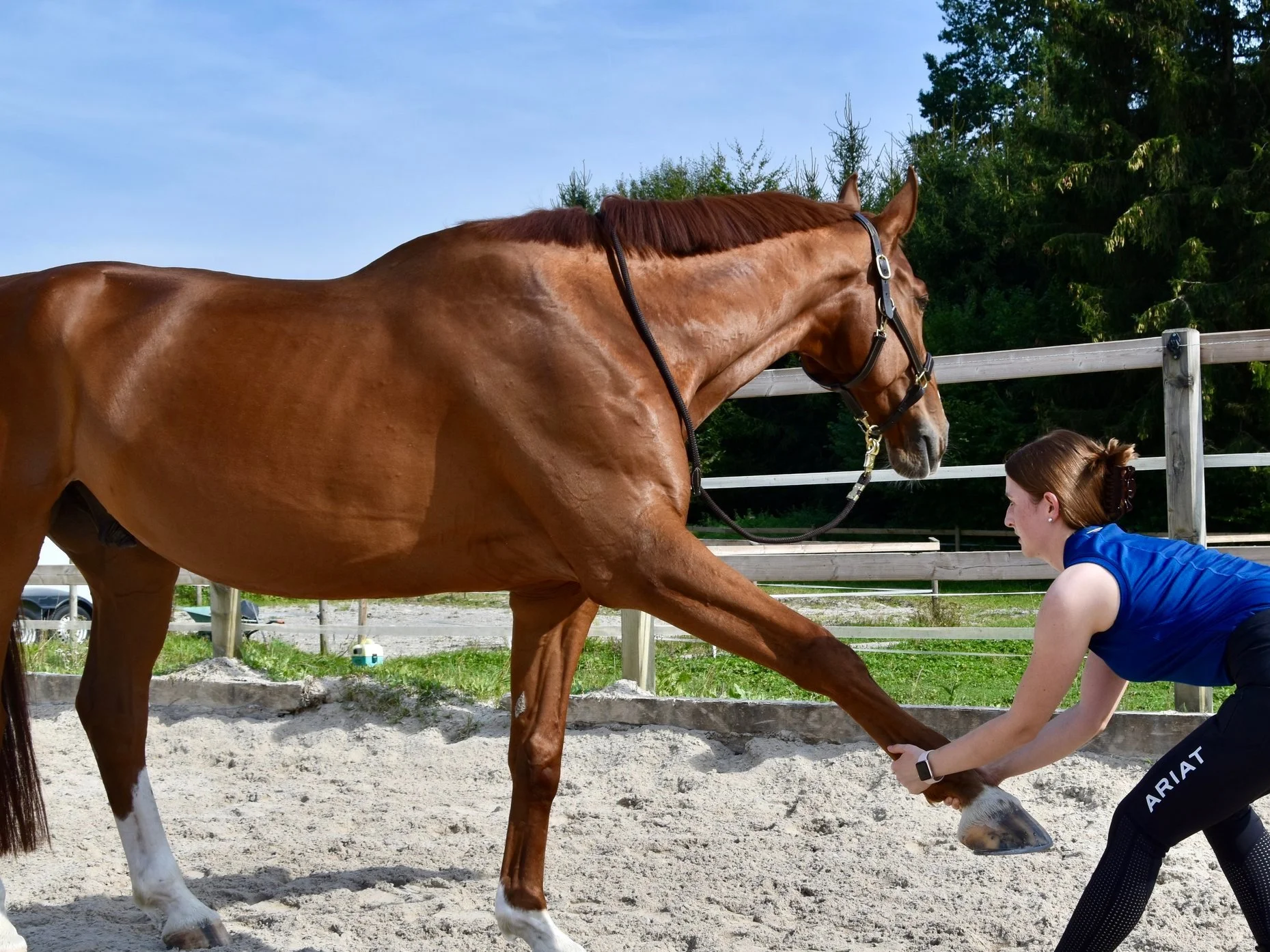 Digitales Intensiv-Reha-Programm für dein Pferd bei Equi-Rehab
