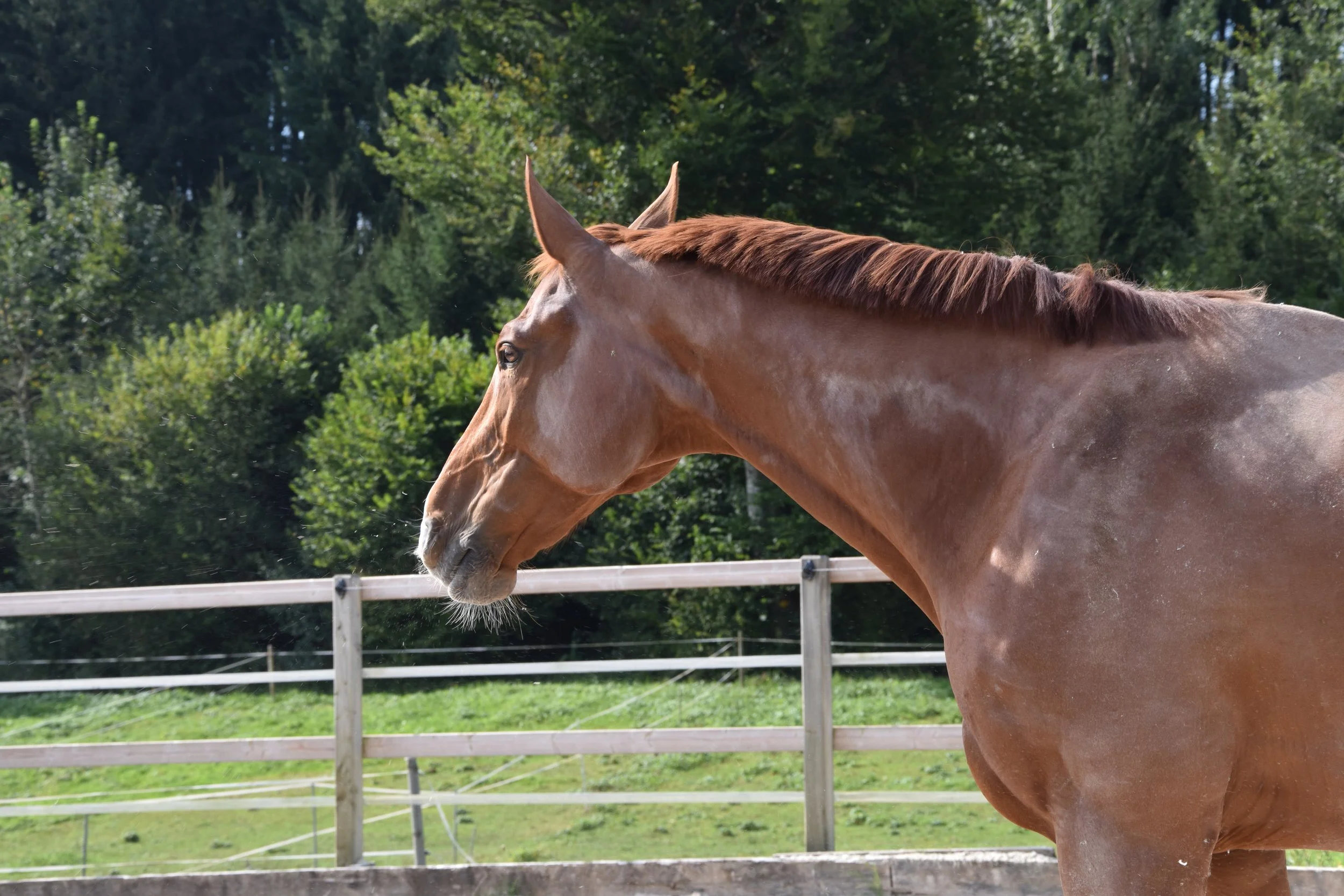 Equi-Rehab's online consultation service.