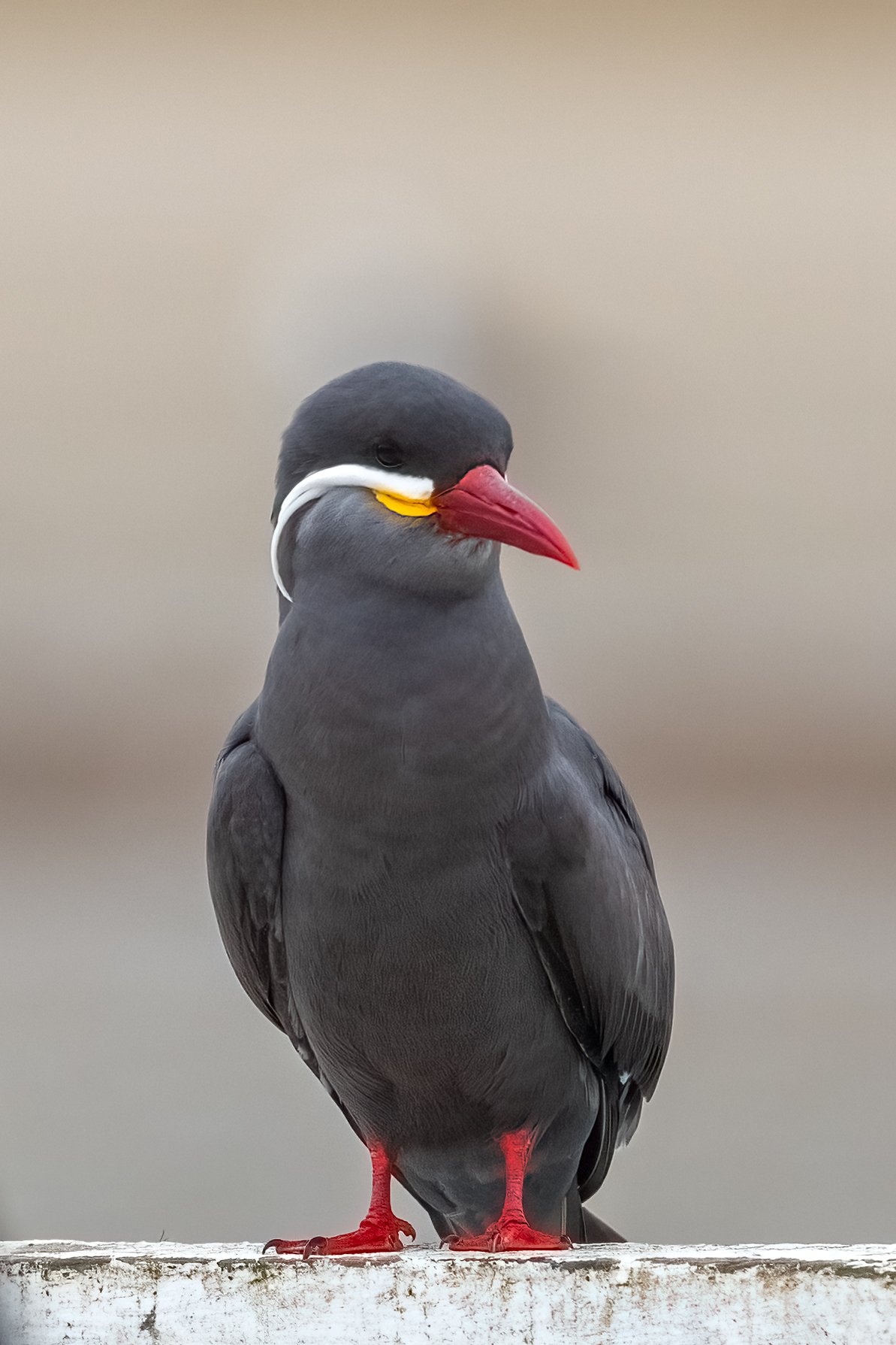 Tern 1.jpg