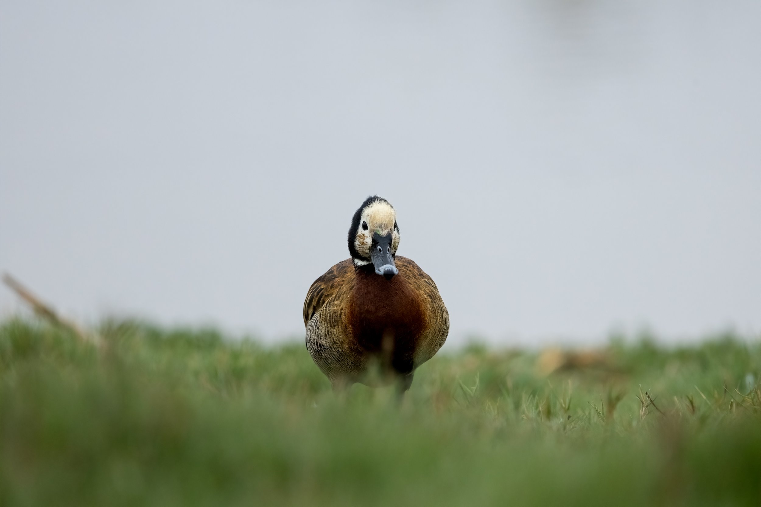 Duck 1.jpg