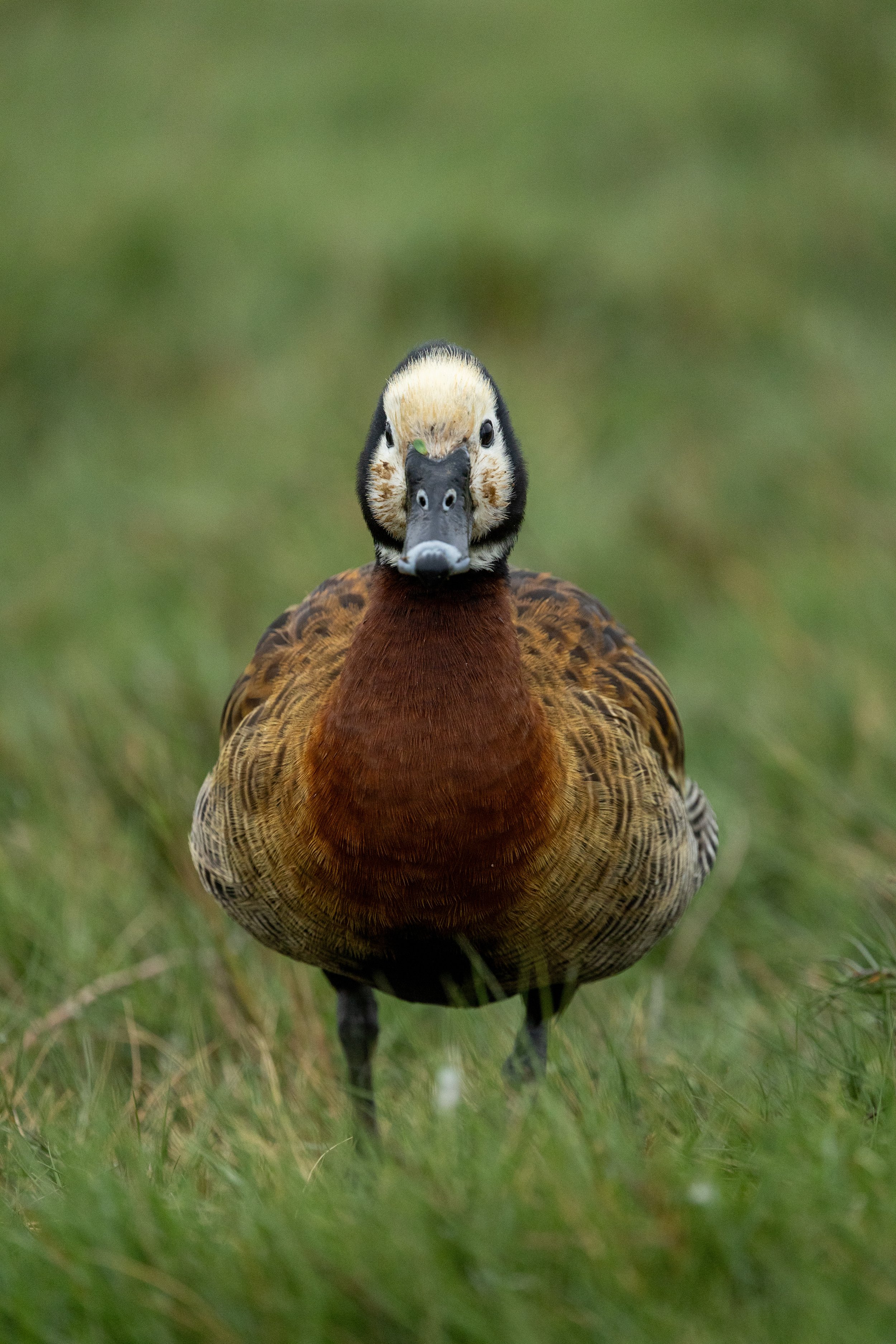 Duck 4.jpg