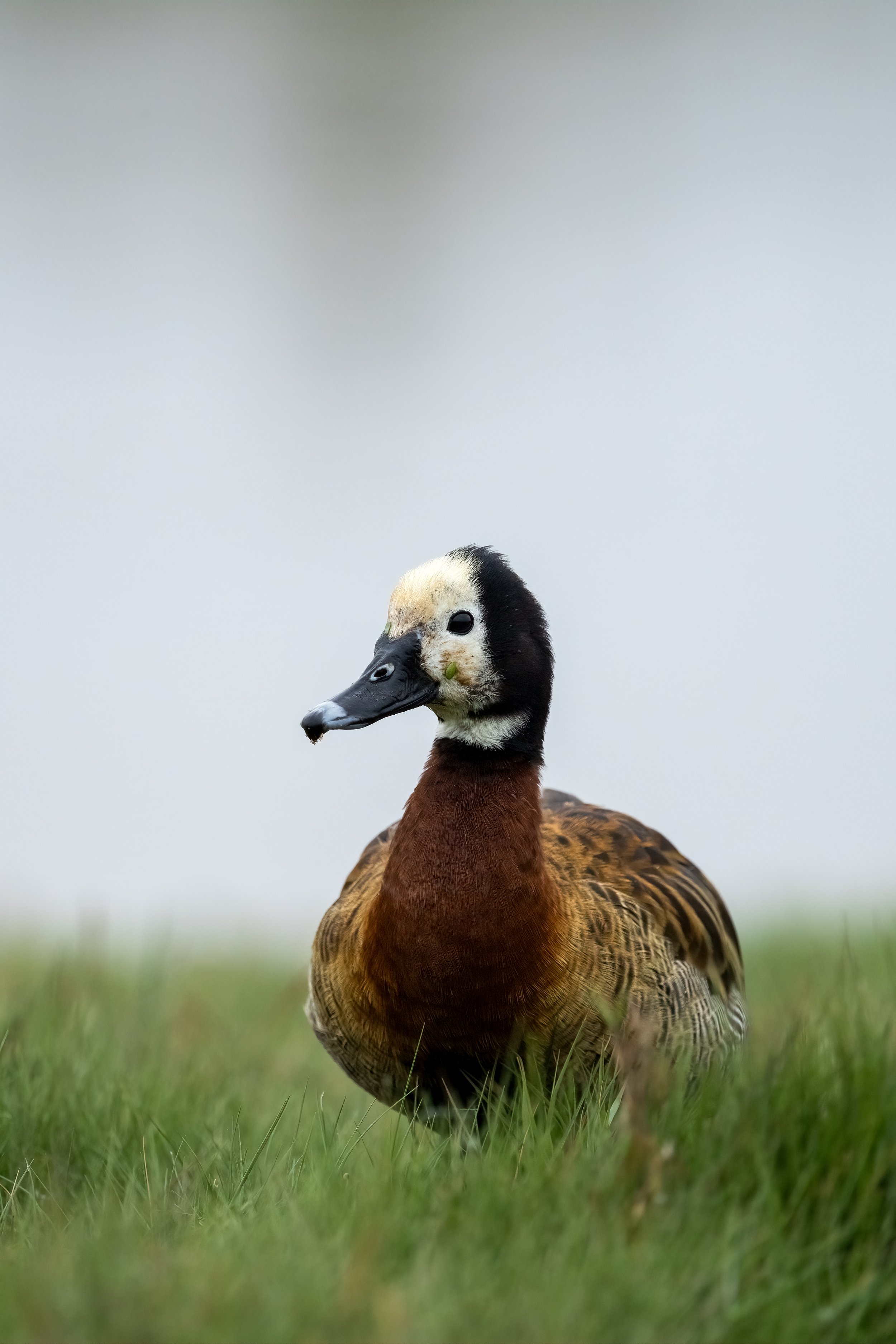 Duck 3.jpg