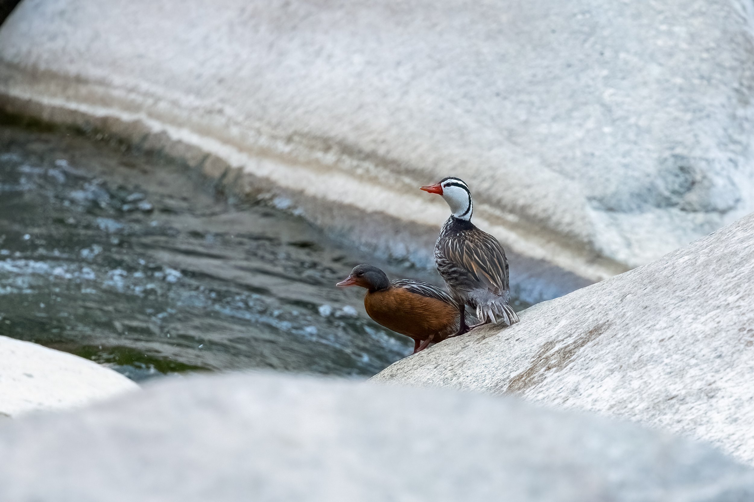 Torrent Duck.jpg