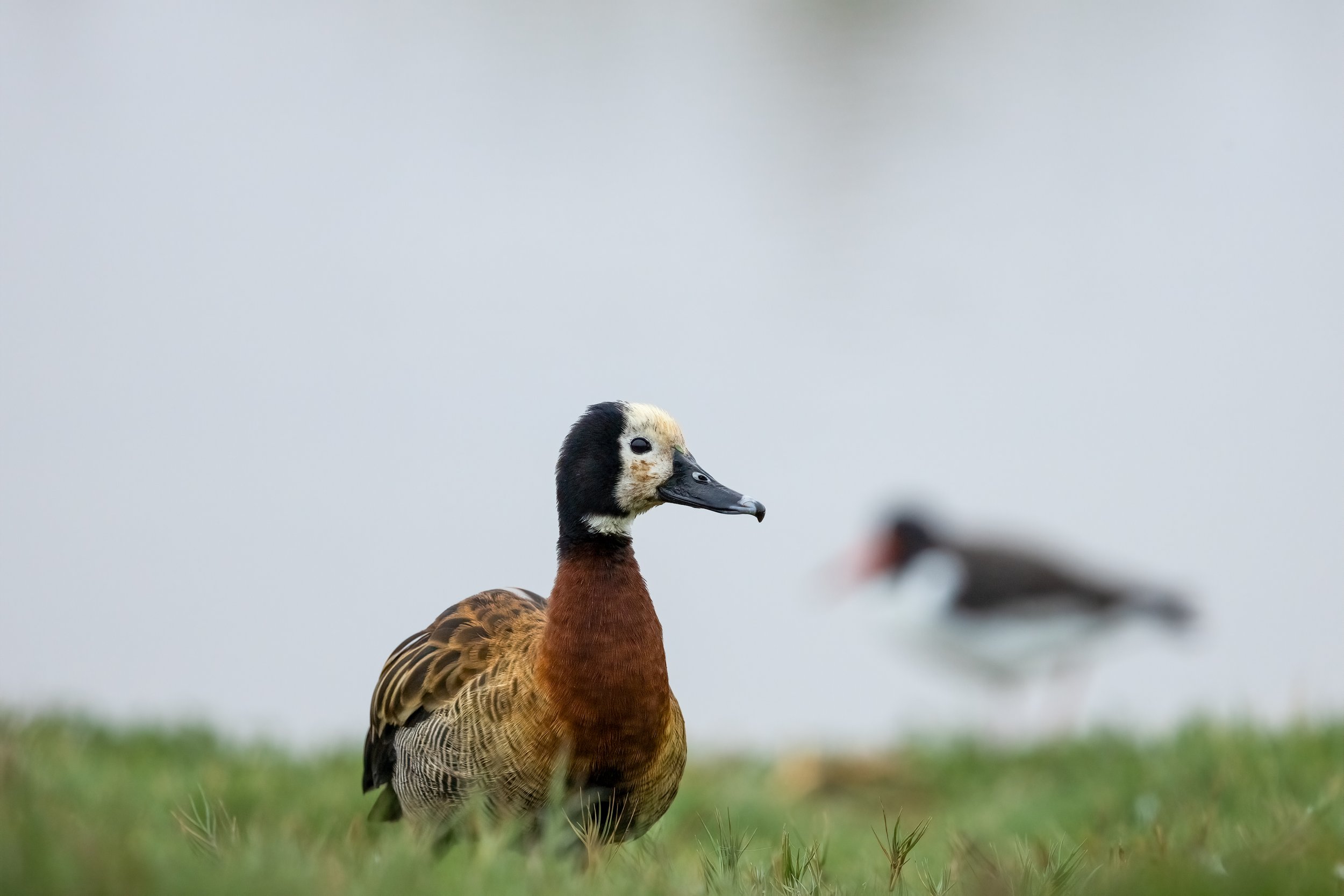 Duck 2.jpg