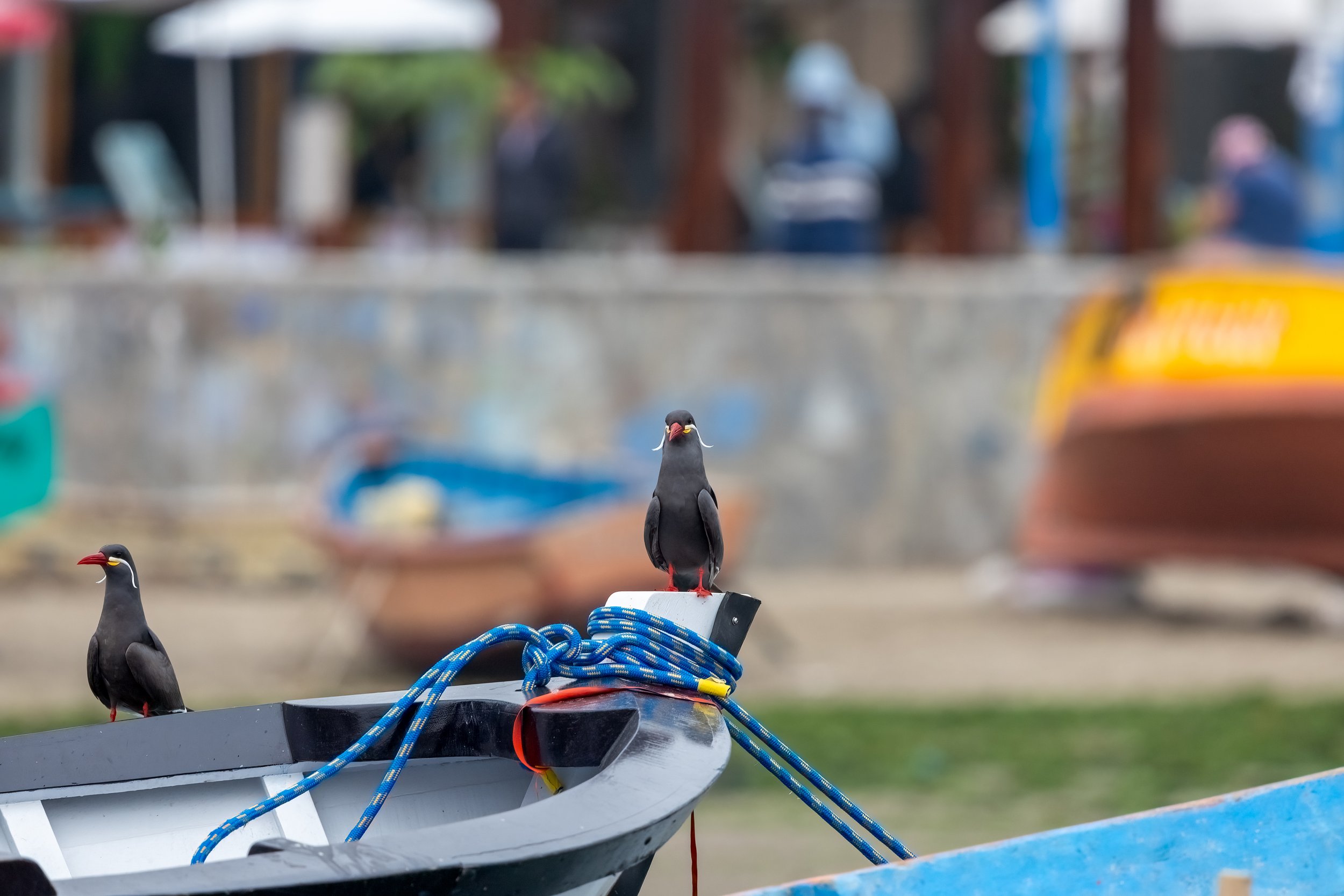 Tern 4.jpg