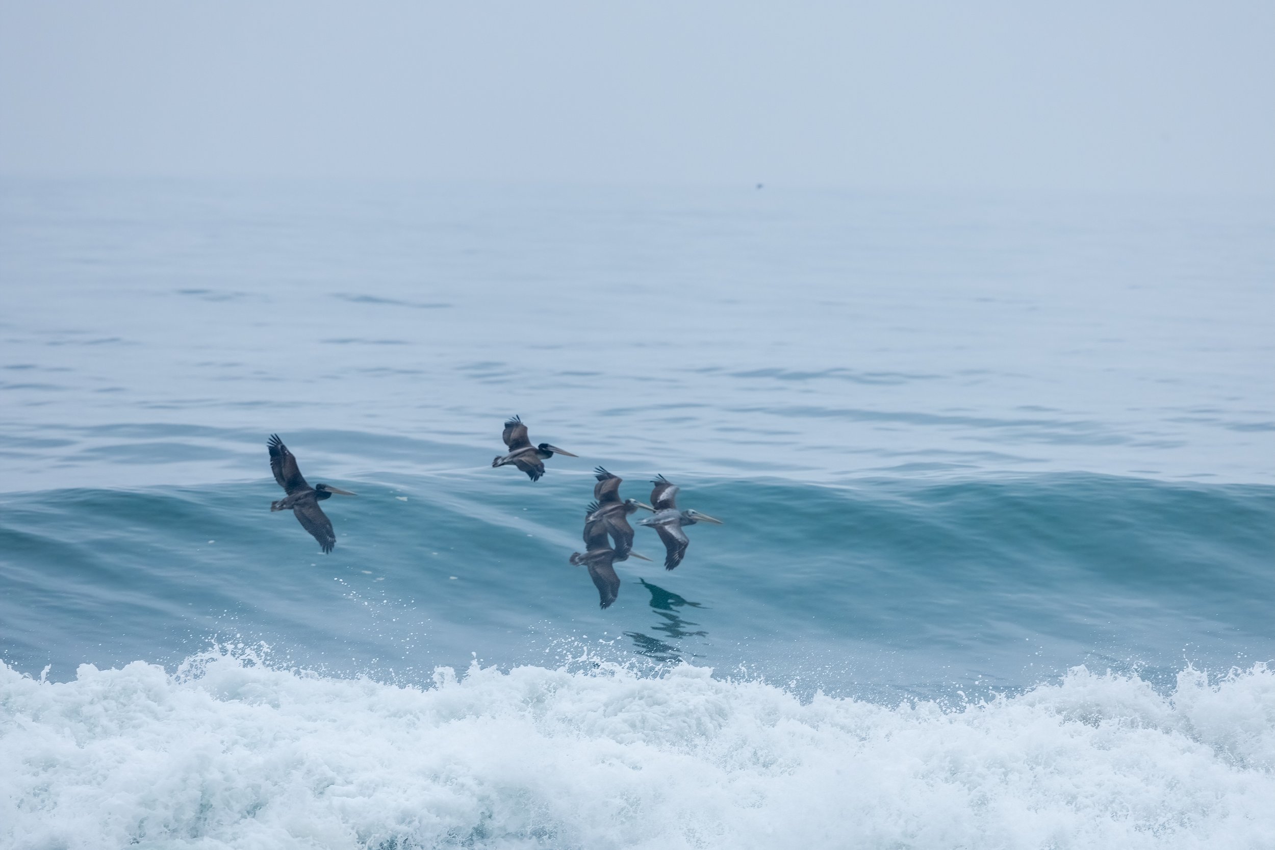 Pelicans.jpg