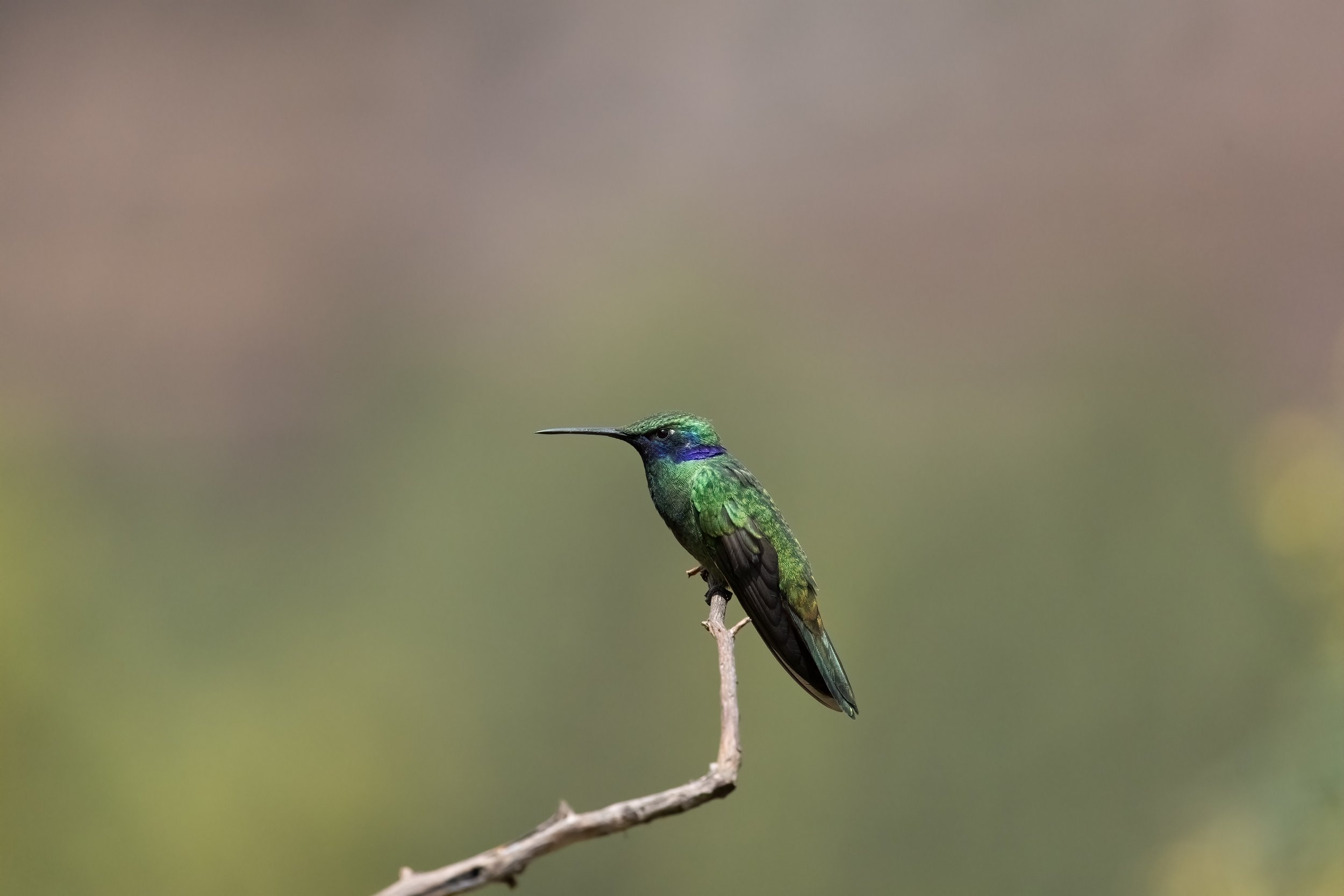 Hummer 1.1.jpg