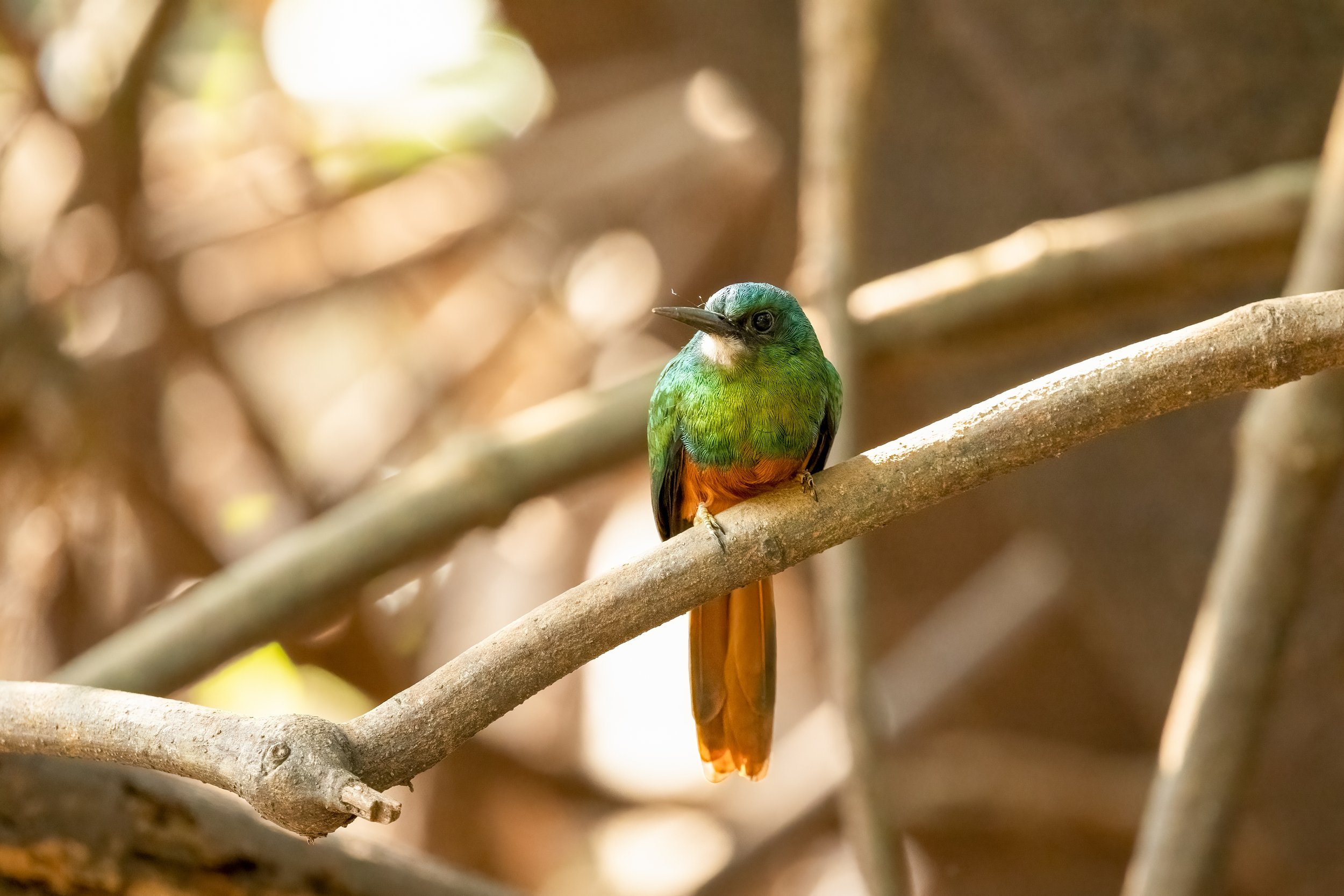 Jacamar 3.jpg