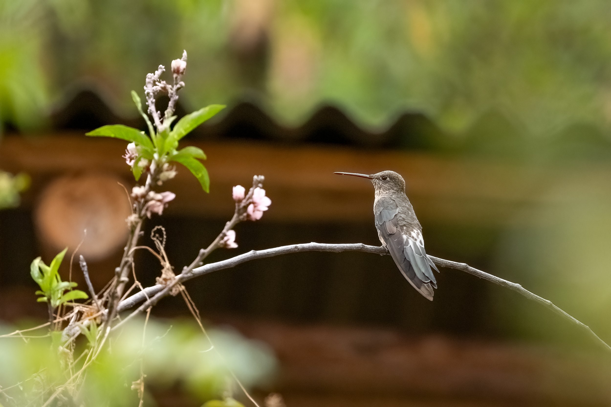 Hummer 2.1.jpg