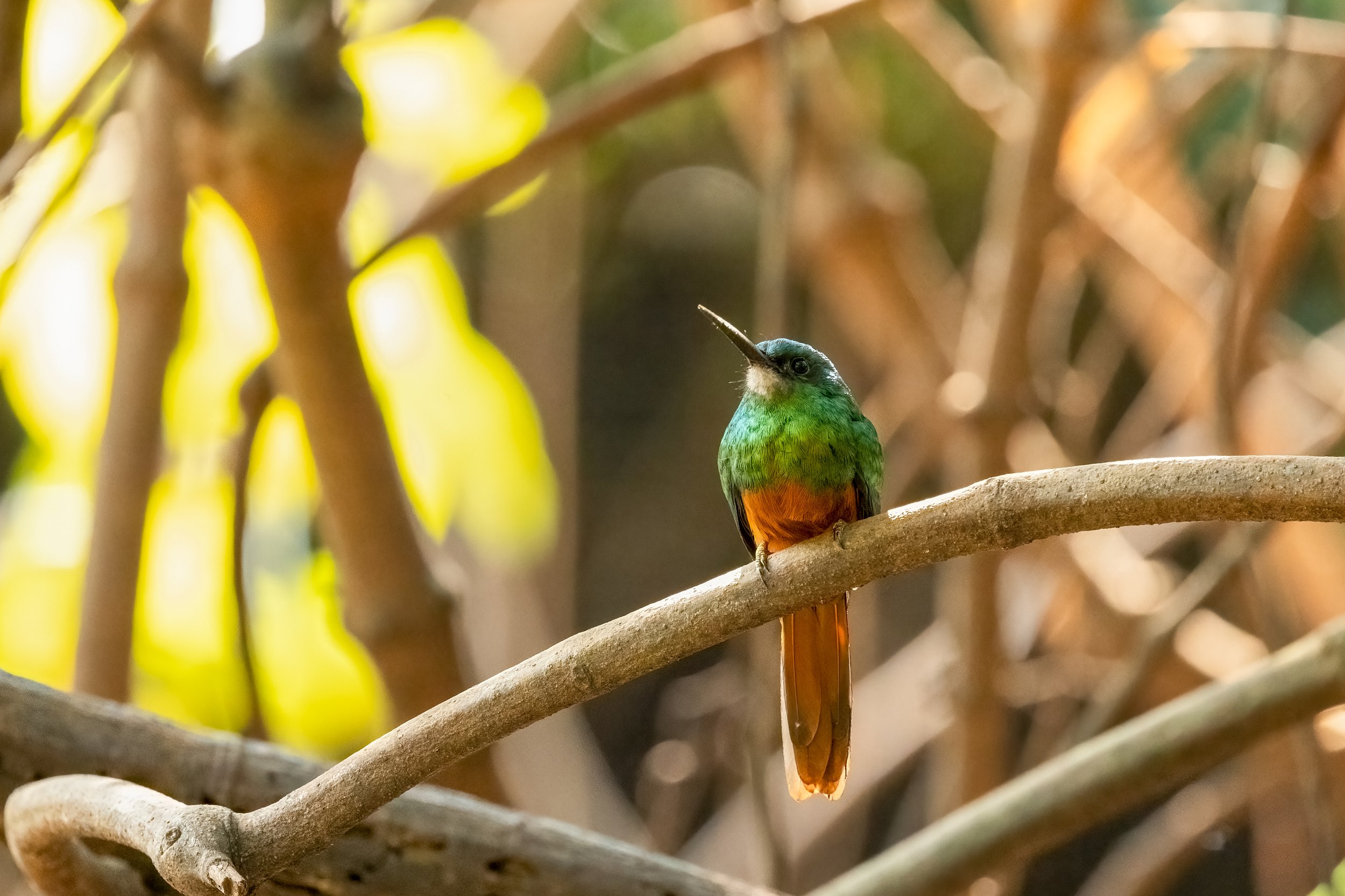 Jacamar 1.jpg