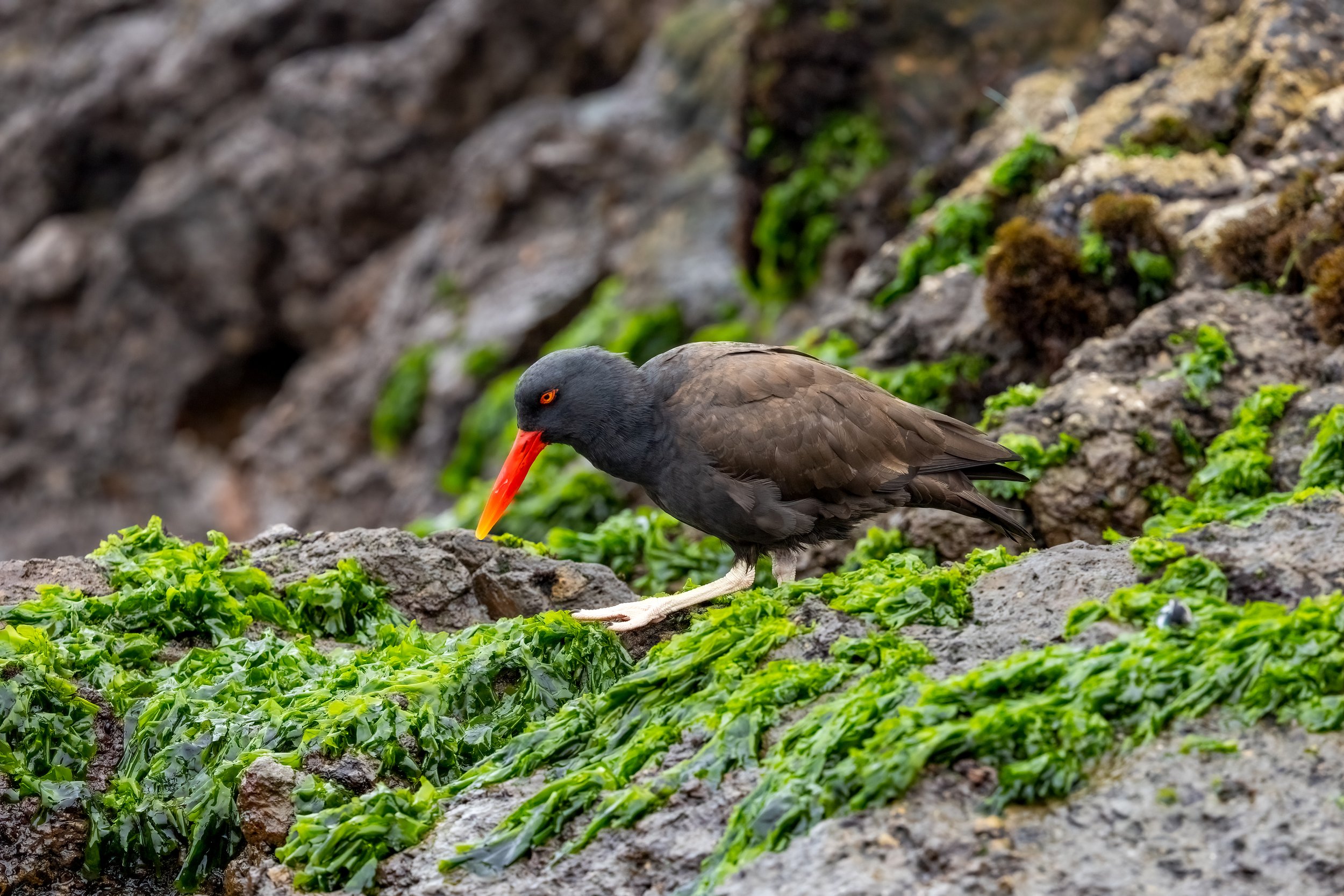 Oystercatcher.jpg