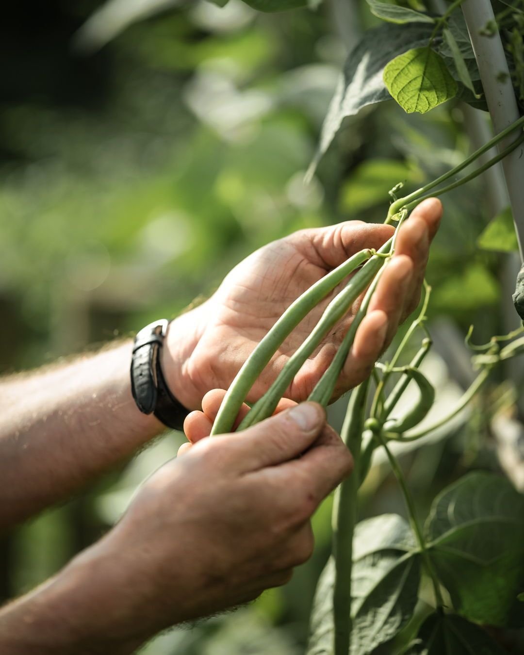 Ooit al het verschil geproefd tussen een tomaat uit de winkel en eentje die je zelf gekweekt hebt? Ook dat is de kracht van de natuur. En nog een manier waarop wij de natuur dichter bij jou brengen. Recht op je bord. Alles wat je voorgeschoteld krijg