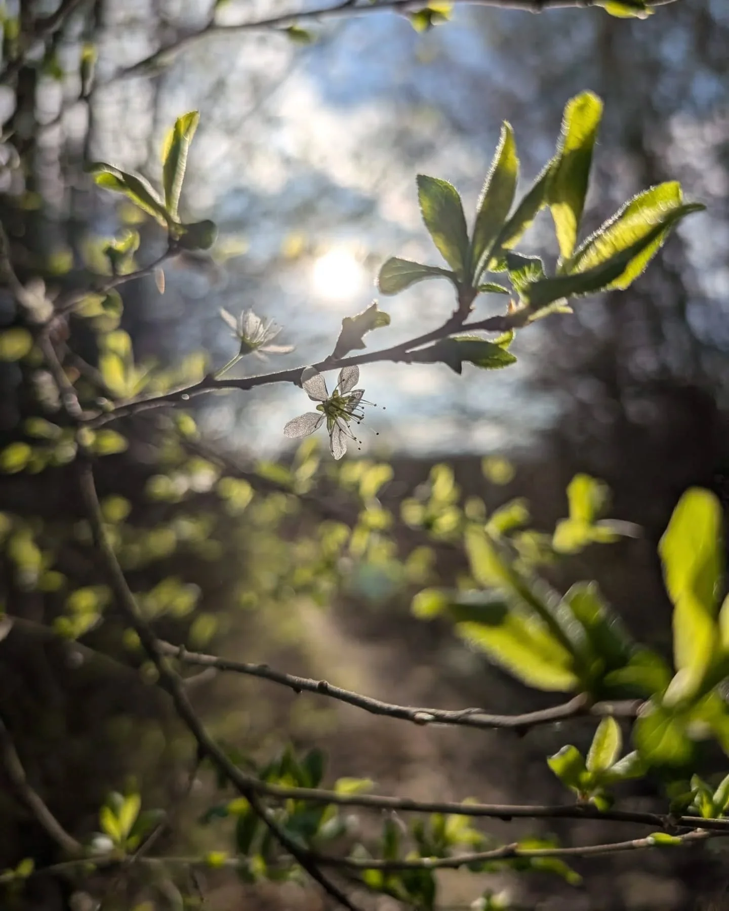 Zie de lente door de bomen 🎶

Alles straalt hier 'lente' uit. Heerlijk gewoon bijzonder 💚