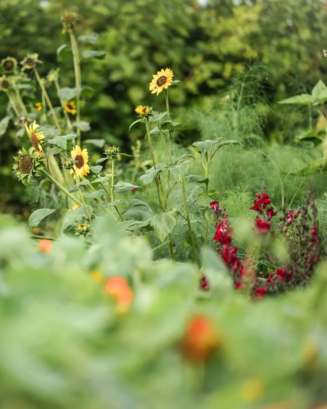Hier doen we niet aan holle woorden of greenwashing, maar maken we oprechte keuzes. Want we geloven dat er een kracht zit in de natuur die we goed moeten bewaren en bewaken. 🙏

Elke dag opnieuw zoeken we hoe we kunnen zorgen dat we de natuur niet te