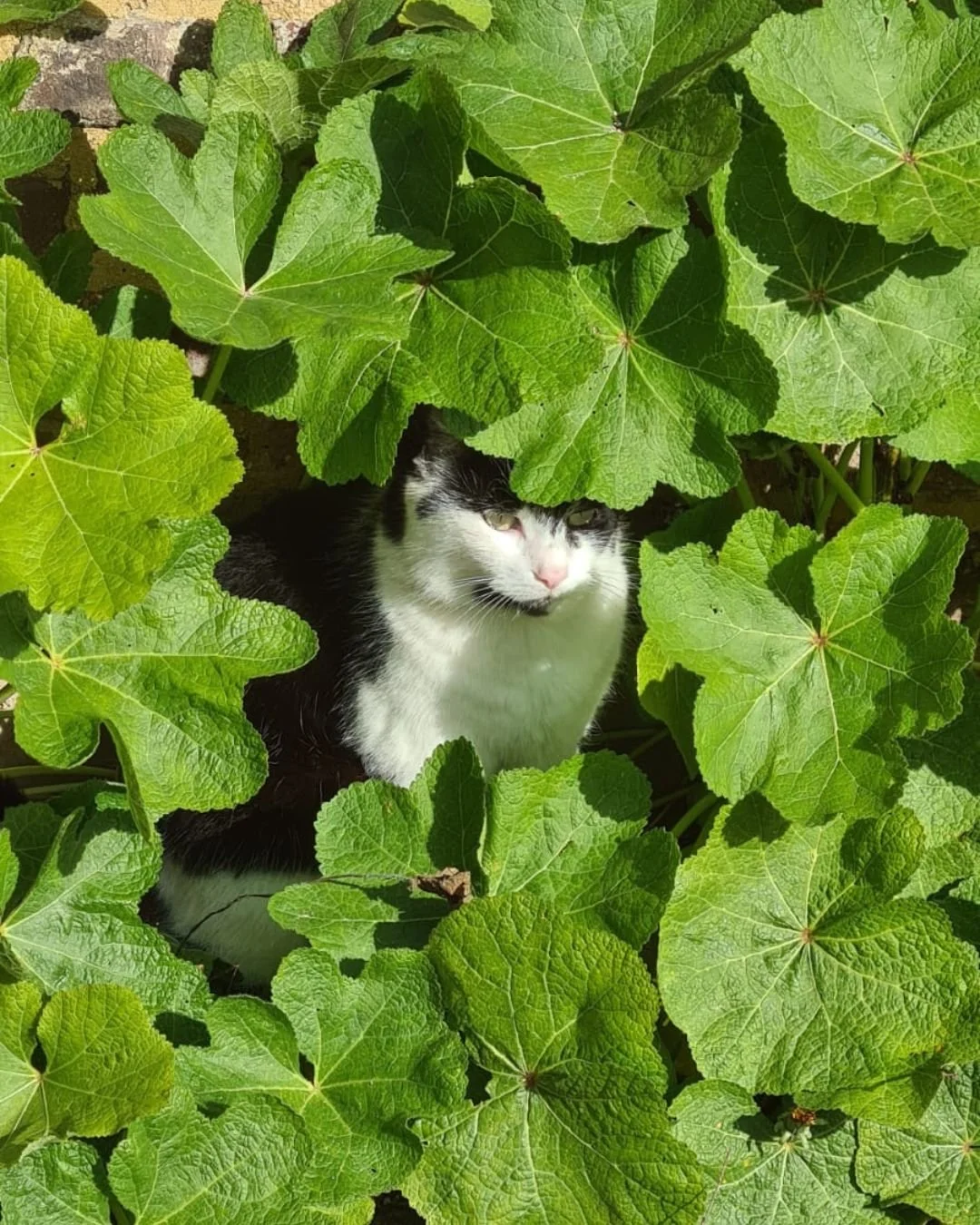 Elke dag wordt het hier nu in sneltempo groener 🌿, en er is hier &eacute;&eacute;n bewoner die het heerlijk vindt om die weelderige planten te gebruiken als schuilplaats om onopgemerkt onze gasten te kunnen begluren. 😜😸