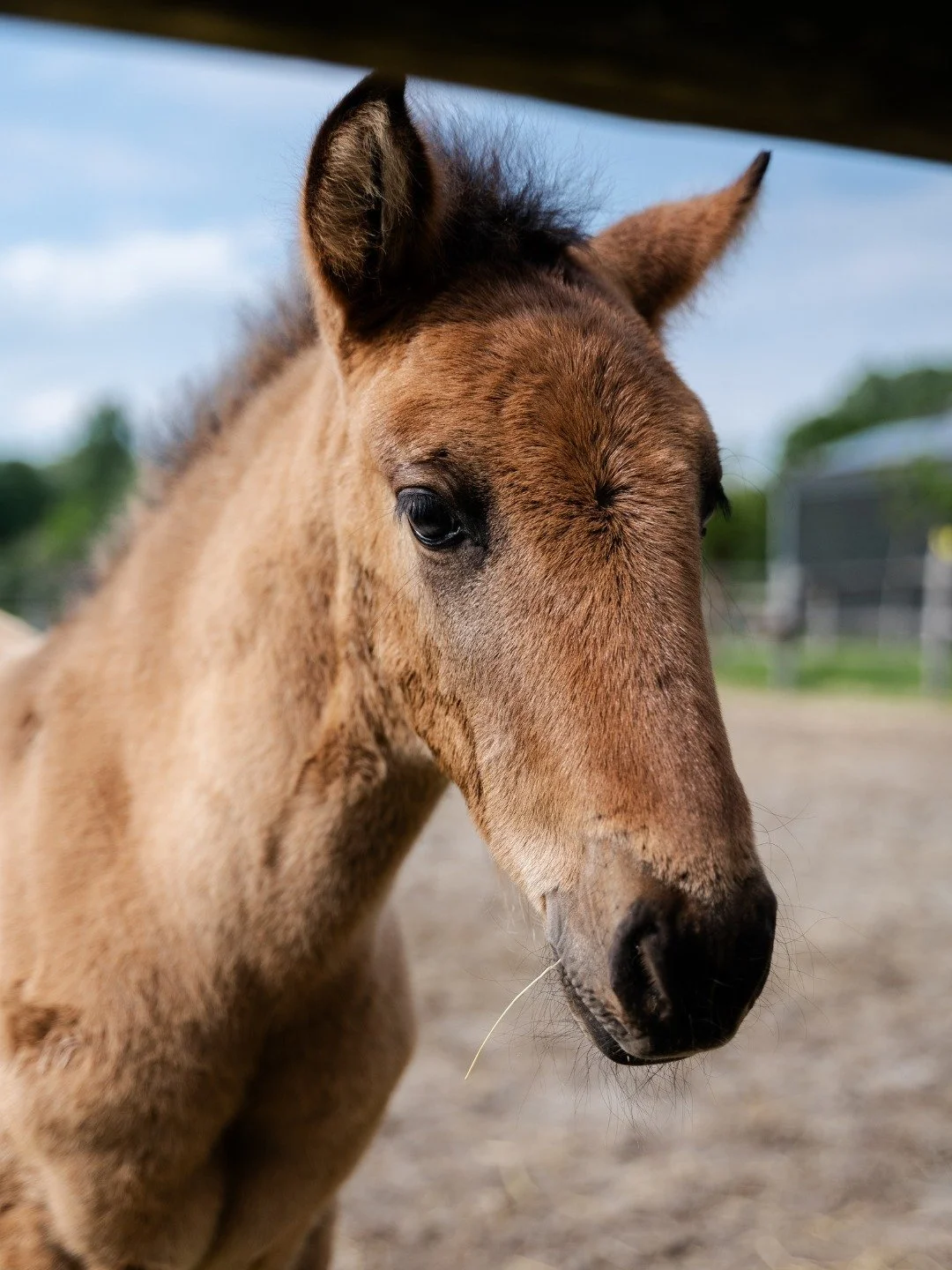 De kleinste bewoner van de Kasteelhoeve, veulen Adriel, is ondertussen al anderhalve maand oud en weet al precies wie hij is. 🐴

Hij integreerde opvallend snel in de kudde en straalt van zelfvertrouwen, zo mooi om te zien! De paarden spiegelen hier 