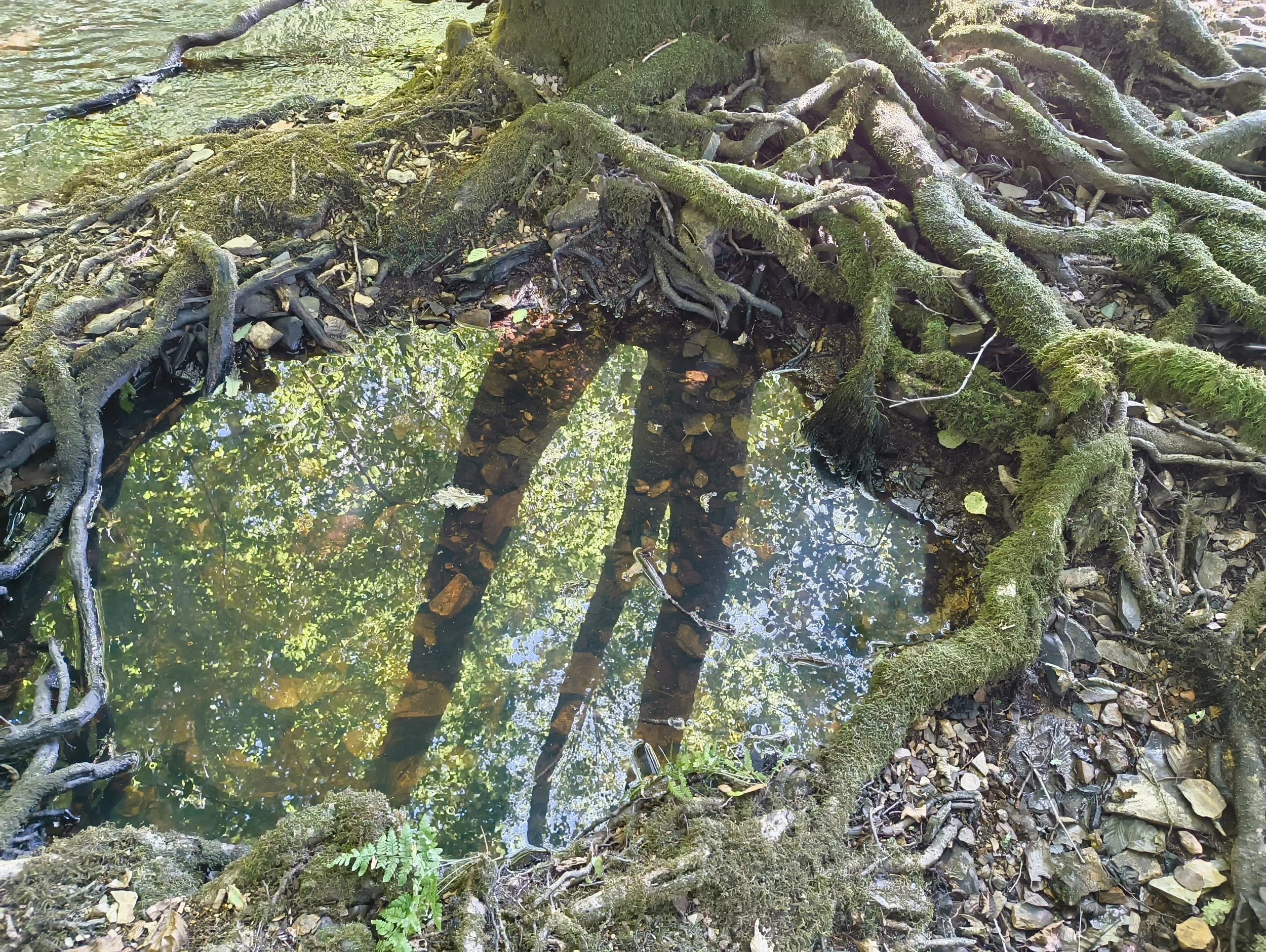 Traumaopstellingen