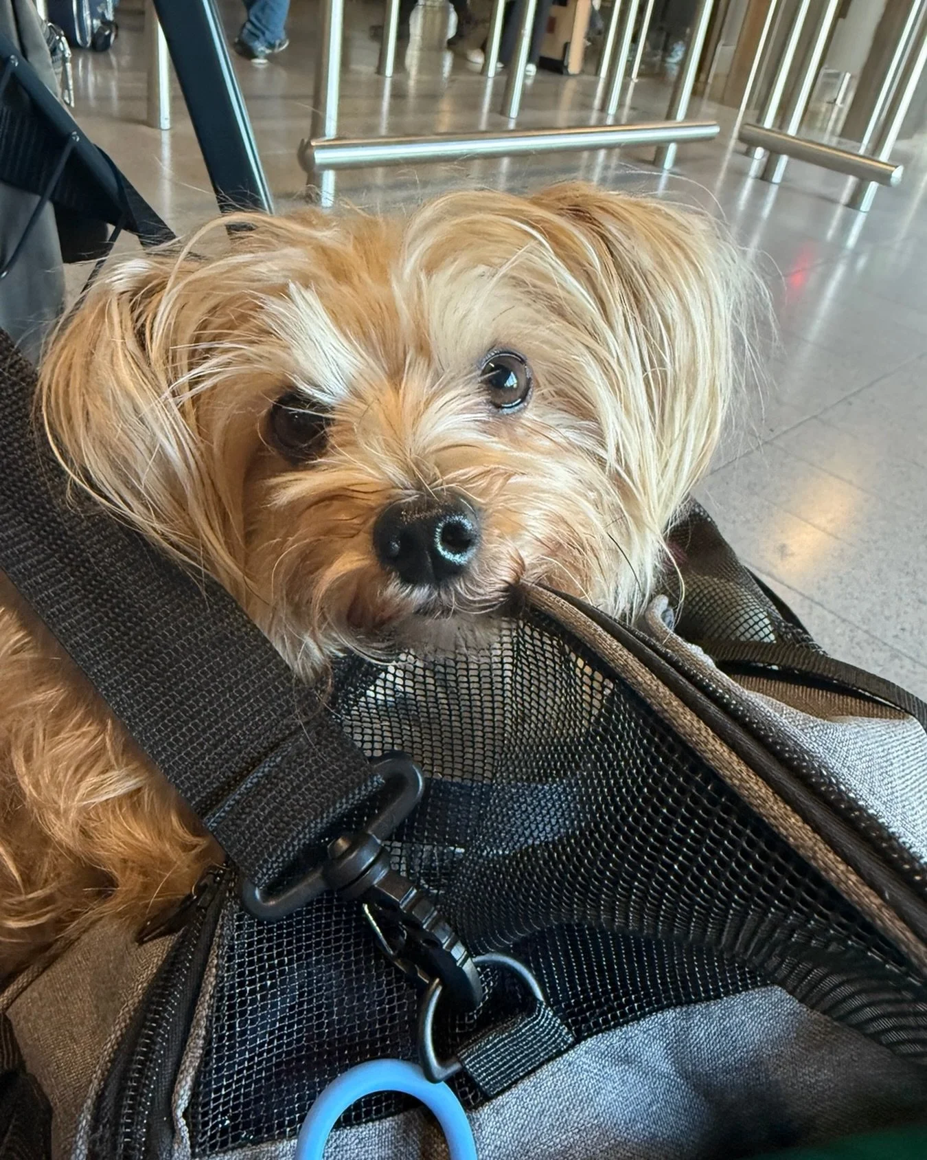 Another flight another country! Swapping cold North Sea wind for the warm sunny beaches of Malaga.  George can&rsquo;t wait! 🇪🇸❤️