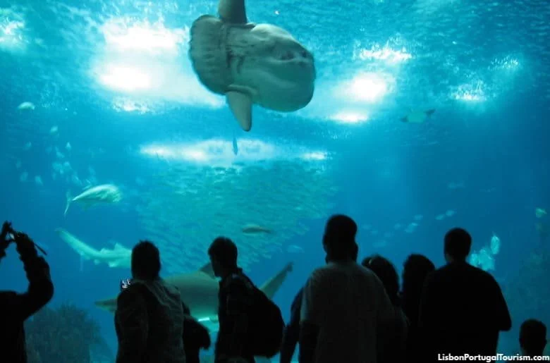 Visit the Lisbon Oceanario with the kids, one of the best aquariums in Europe