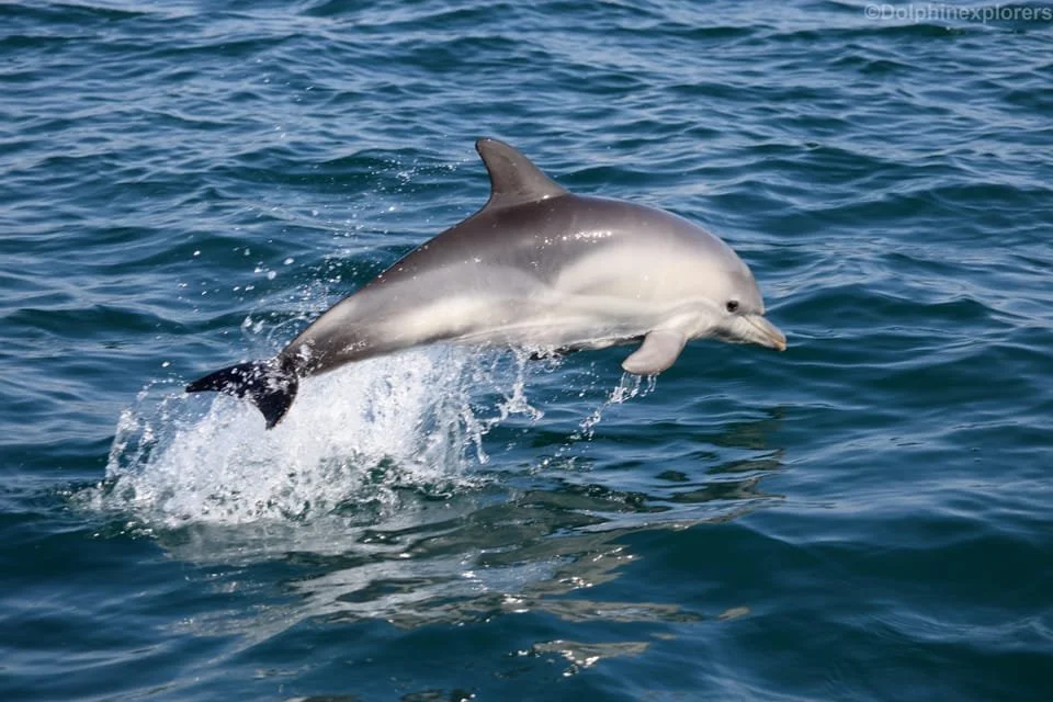 Dolphin_Jumping_Water_Watching_Tour_Speedboat_Cascais_GYG.jpg