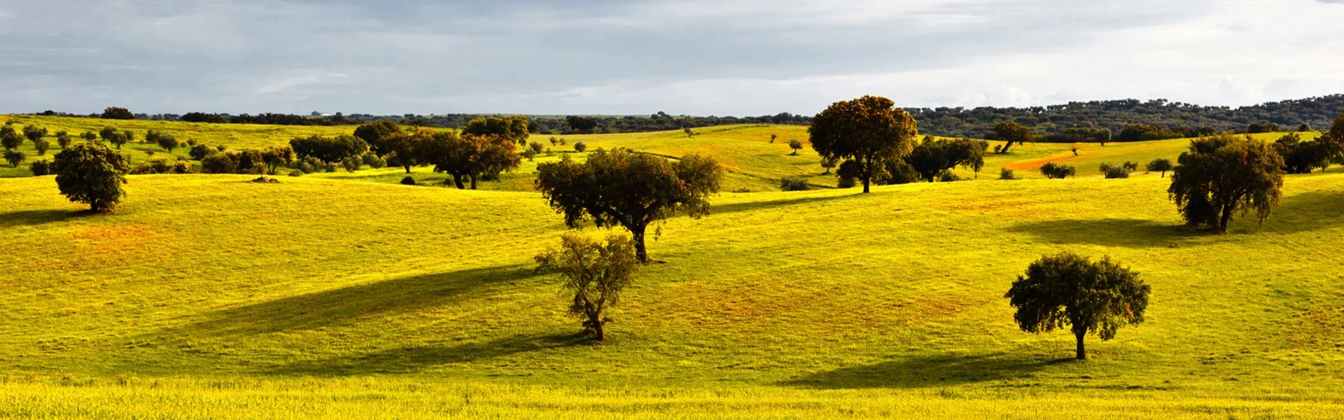 Rolling hills with scattered cork oak trees in the Alentejo countryside