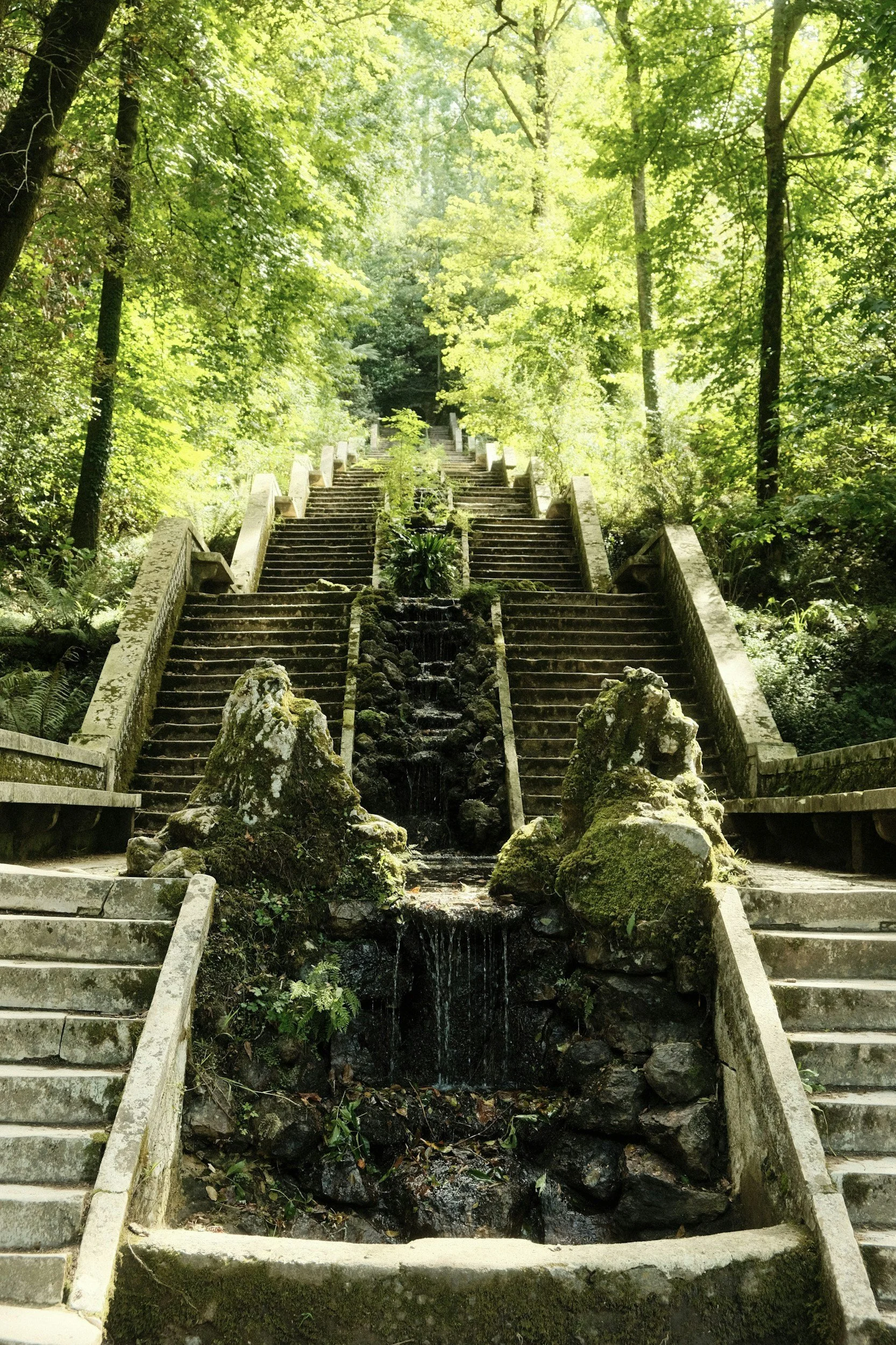 bussaco-forest-portugal.jpg