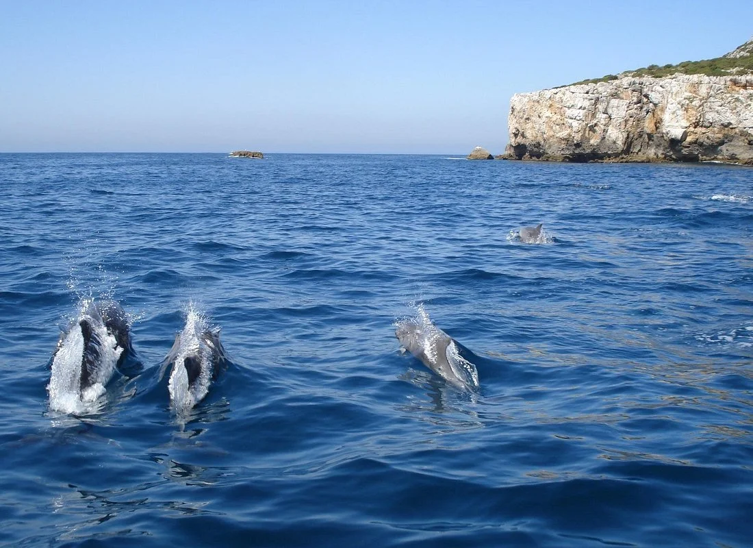 sesimbra-dolphin-watching-tour-portugal.jpg